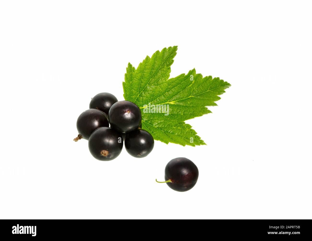 Ribes nero con foglie isolate su bianco. Mirtillo di ribes con foglia. Foto Stock