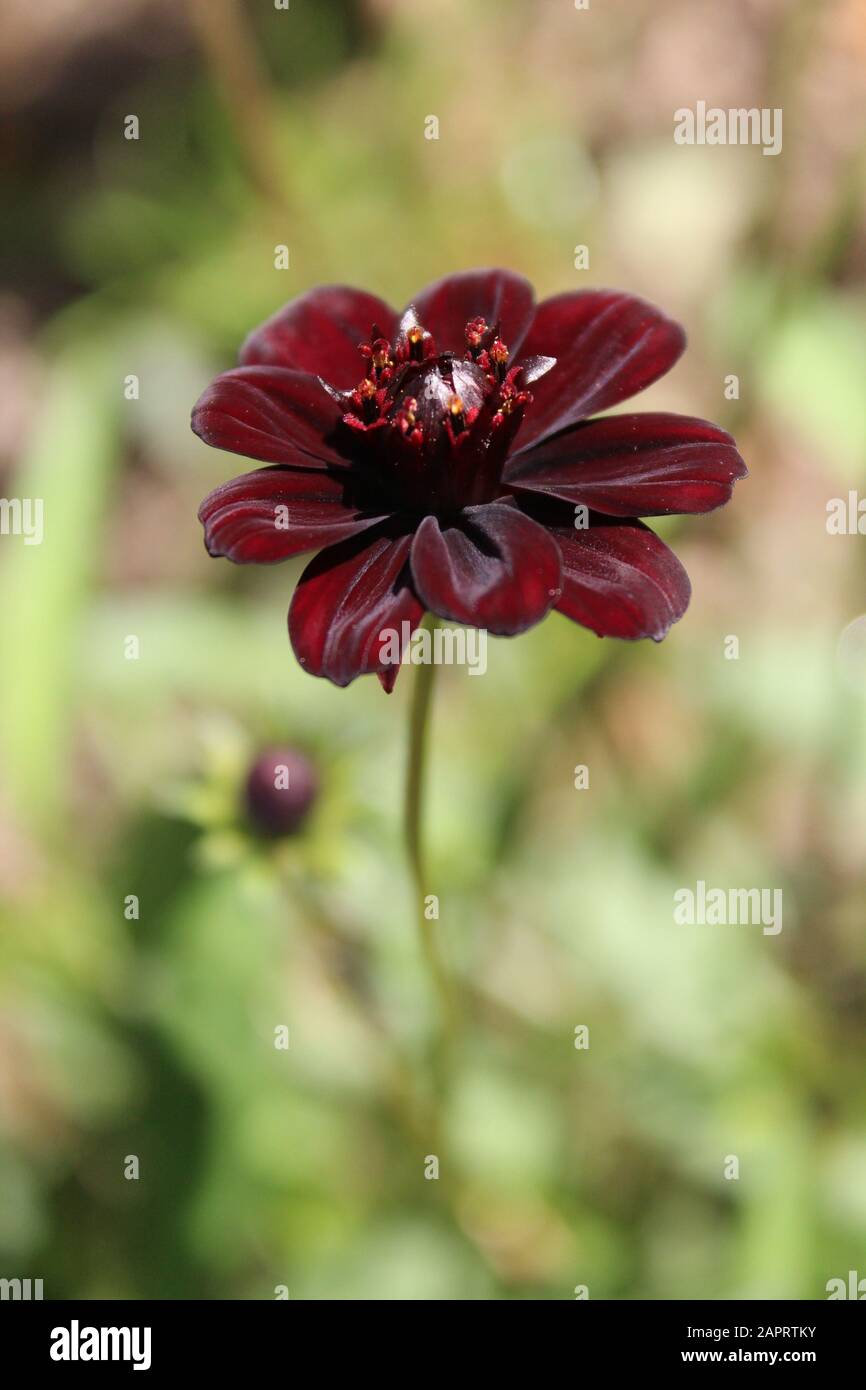 Fuoco selettivo verticale di un bel fiore di cosmo di cioccolato con uno sfondo sfocato Foto Stock