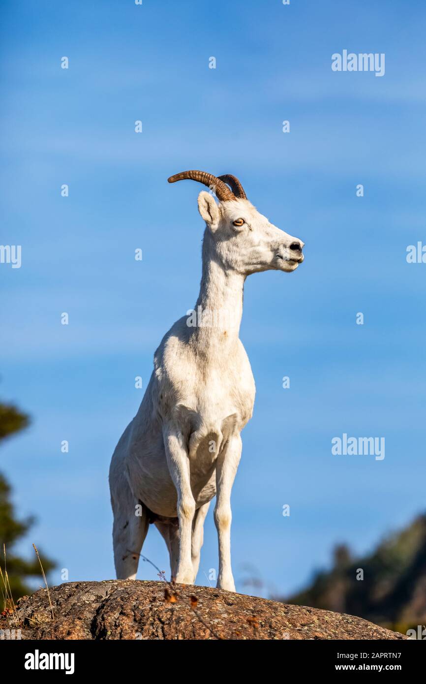 L'pecora di dall (Ovis dalli) si trova su una sporgenza rocciosa che domina le acque del braccio di Turnagain a sud di Anchorage, Alaska nel centro-sud Foto Stock