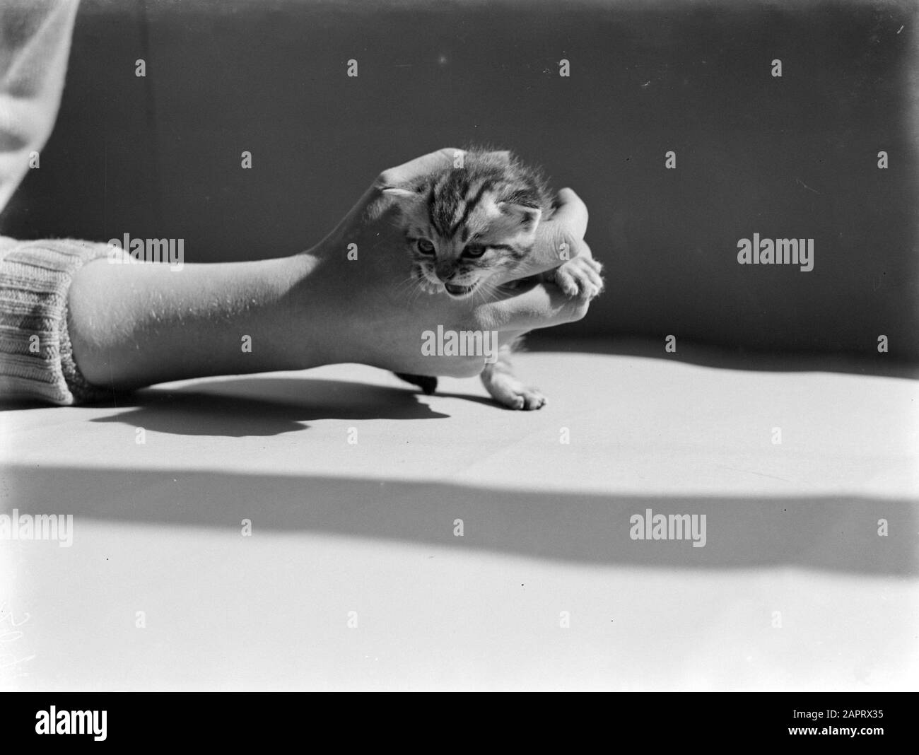 Advertising Photography UN giovane gattino grande come una mano Data: 1933 Parole Chiave: Mani, gatti Foto Stock