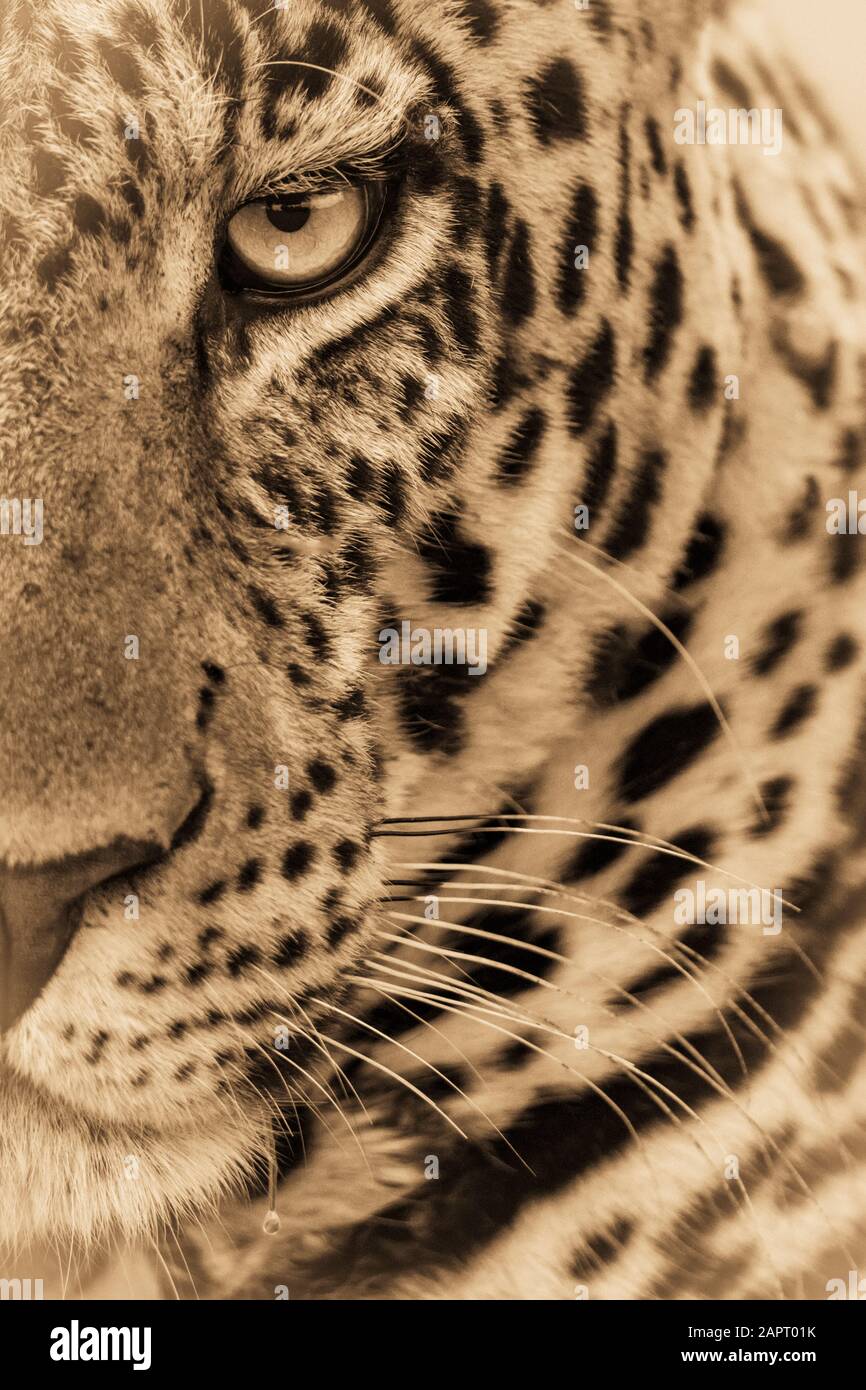 Un leopardo maschio (Panthera pardus) fissa alla fotocamera. Ha un cappotto marrone, macchiato, whiskers e un occhio verde, Masai Mara National Reserve; Kenya Foto Stock