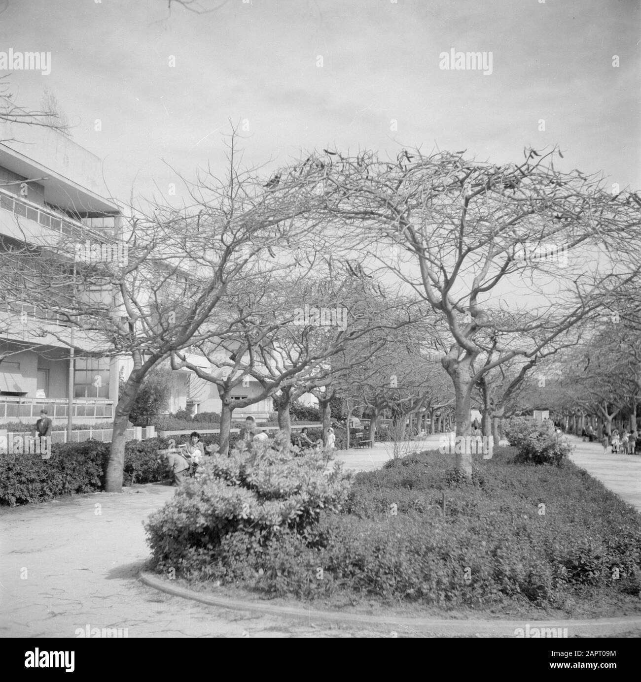 Israele 1948-1949: Tel Aviv un parco a Tel Aviv con madri e bambini in un parco. Date: 1948 Location: Israele, Tel Aviv Keywords: Alberi, bambini, parchi Foto Stock