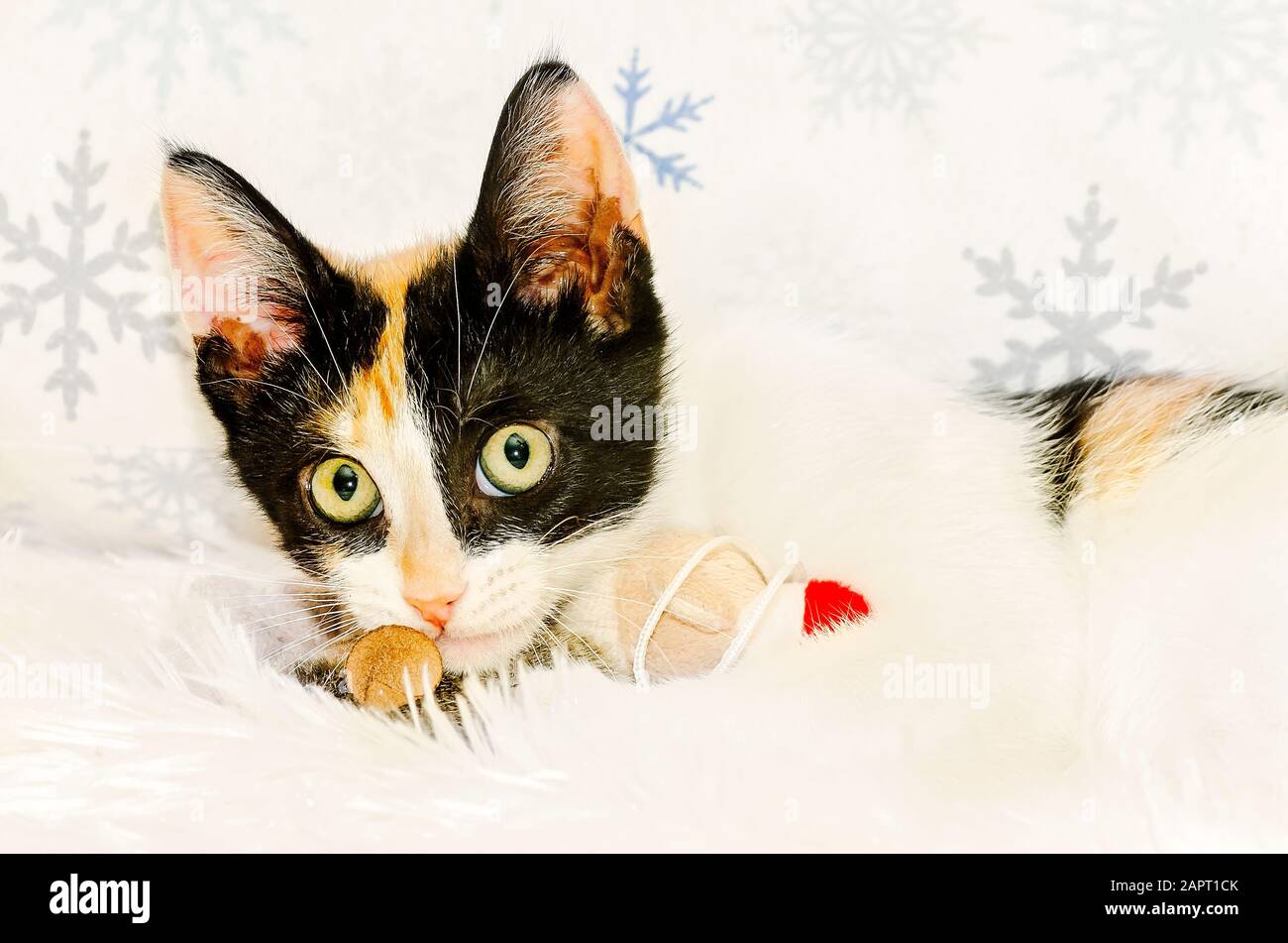 La zucca, un gattino calico di tre mesi, gioca con un peluche giocattolo di Natale, 26 dicembre 2014, a Coden, Alabama. Foto Stock