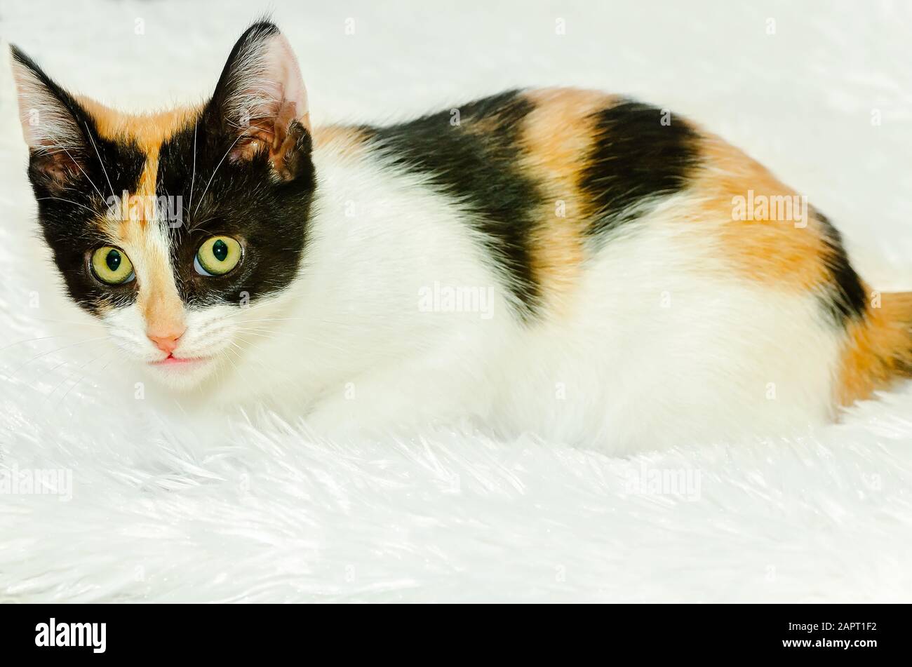 La zucca, un gattino calico di tre mesi, è raffigurata su bianco, il 26 dicembre 2014, a Coden, Alabama. Foto Stock