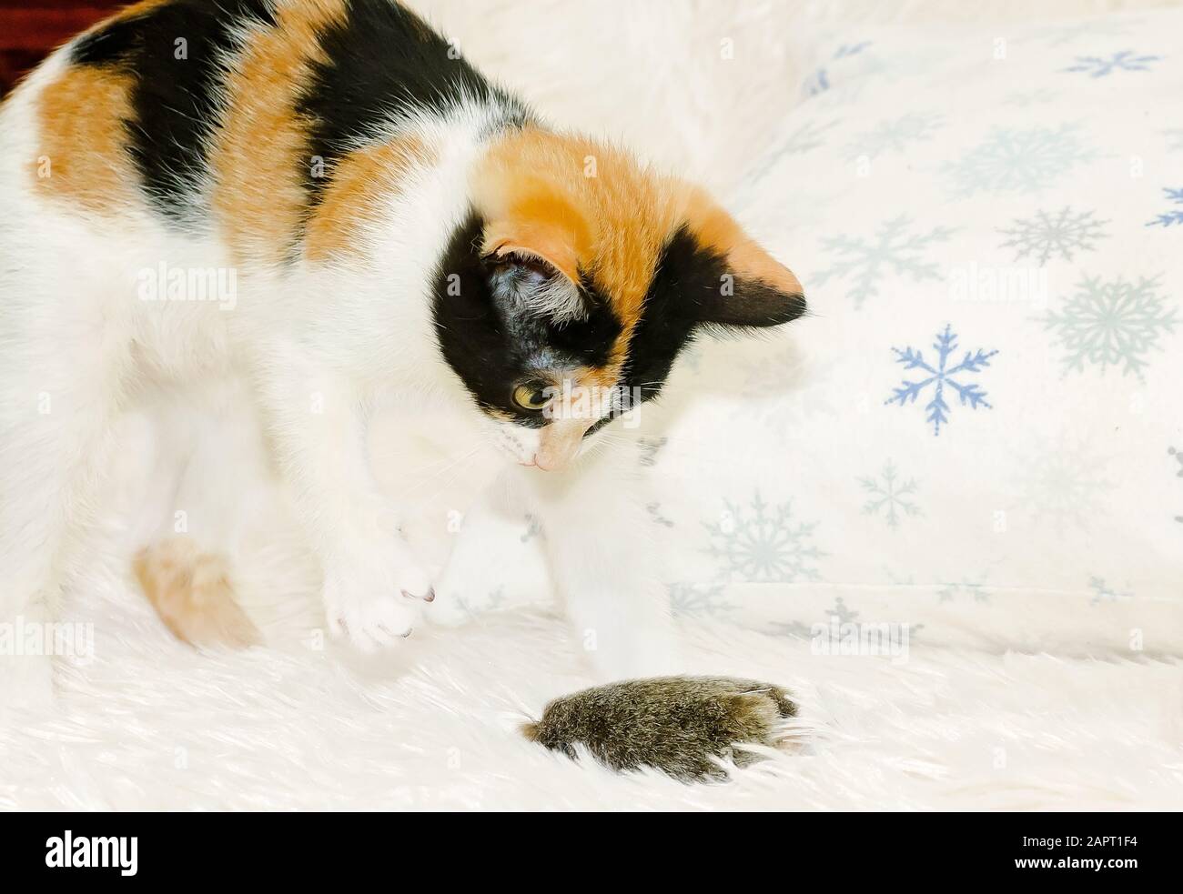 La zucca, un gattino calico di tre mesi, gioca con un soffice topo di catnip, 26 dicembre 2014, a Coden, Alabama. Foto Stock