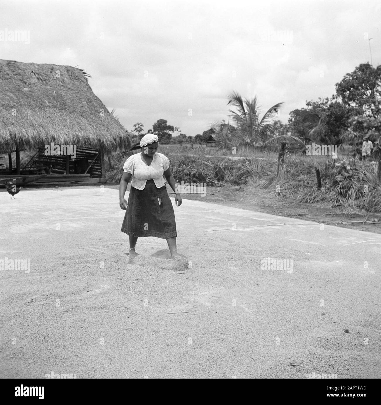 Viaggio nel Suriname e nelle Antille Olandesi una donna diffonde riso al piano di trebbiatura del mulino a Nickerie Data: 1948 luogo: Nickerie, Suriname Parole Chiave: Popolazione indigena, riso, donne Foto Stock