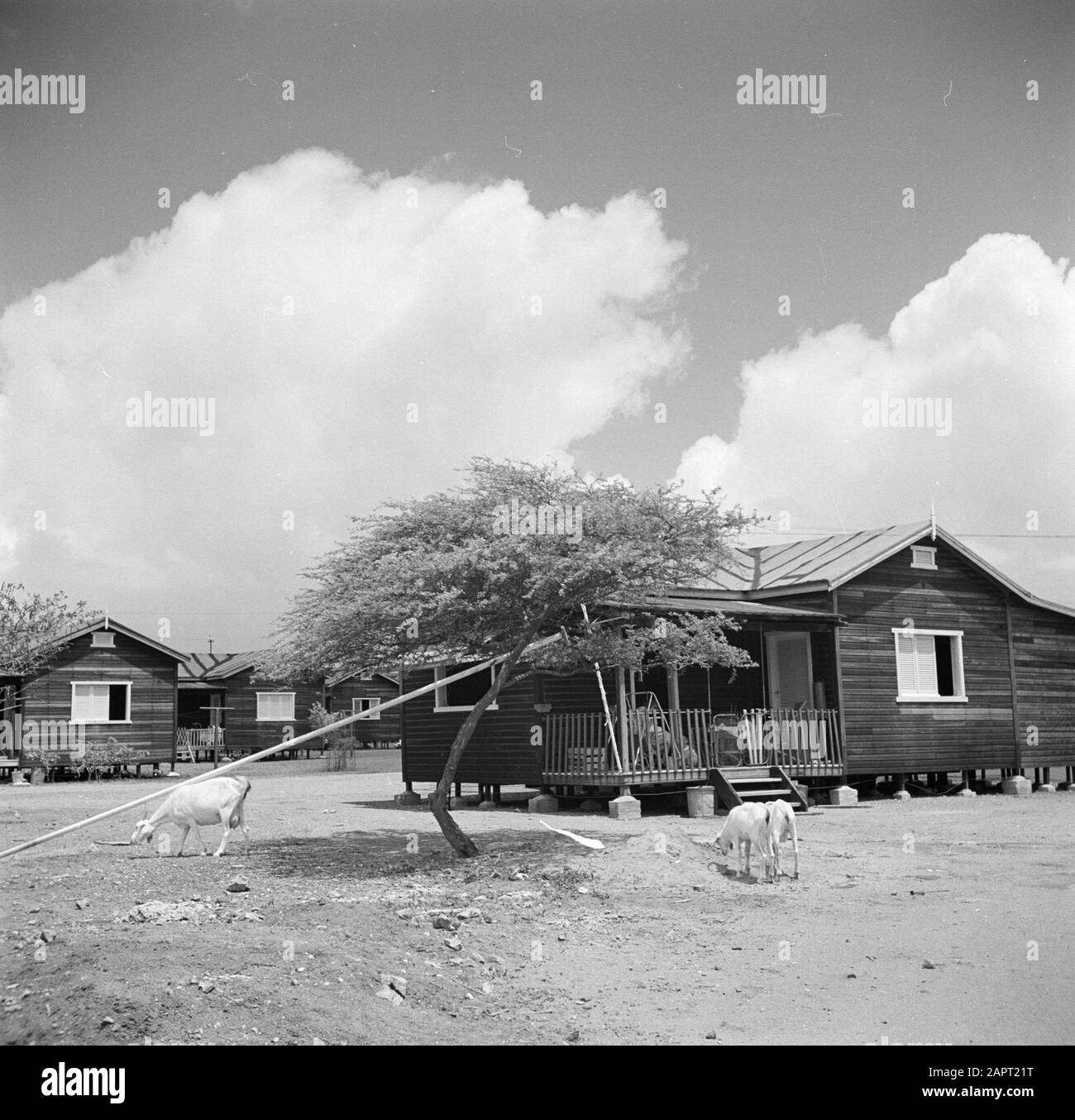 Viaggio a Suriname e Antille Olandesi una casa su palafitte il Curaçao Data: 1947 luogo: Curaçao Parole Chiave: Capre, case Nome dell'istituzione: CPIM Foto Stock