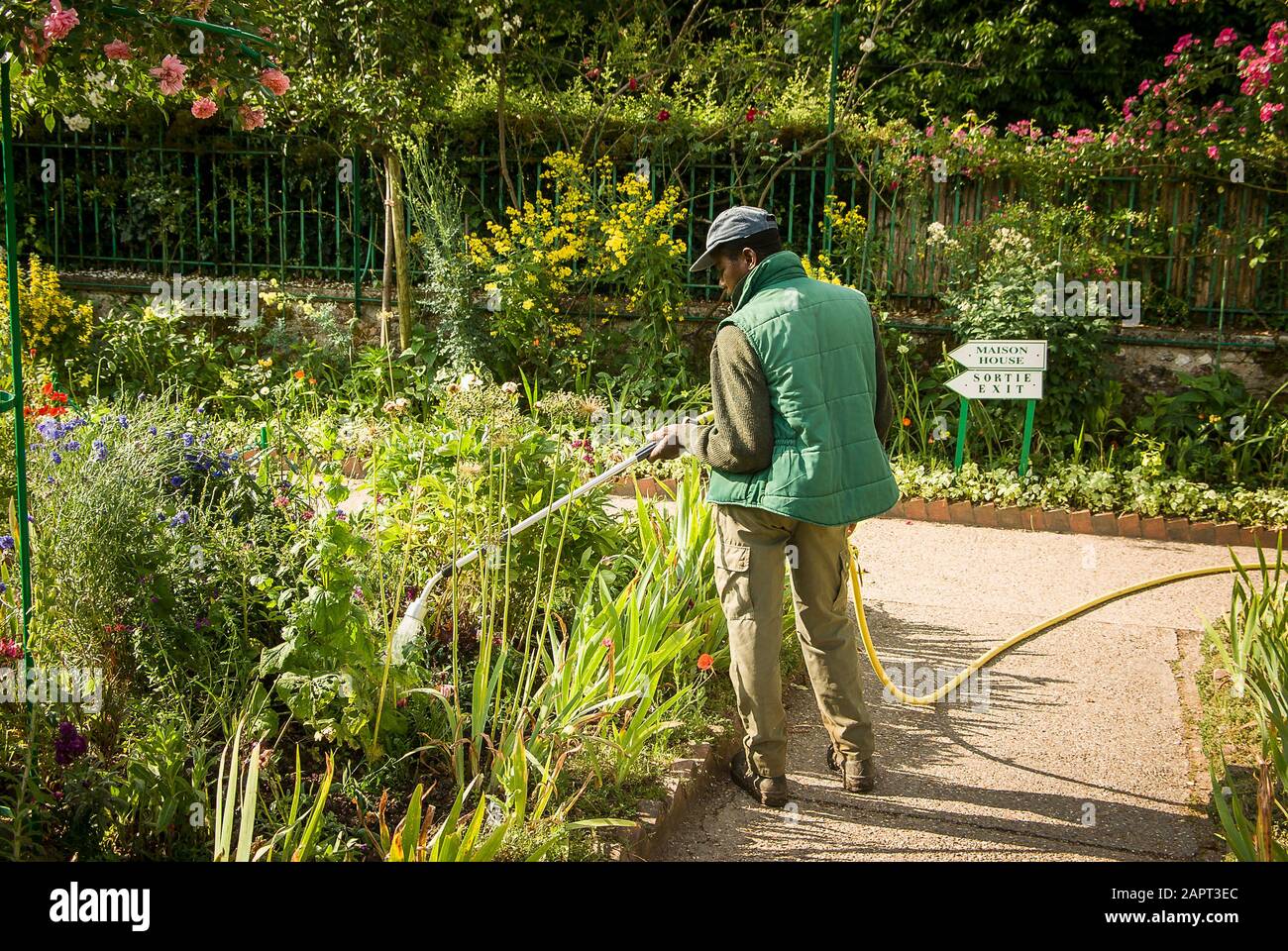 Un giardiniere è innaffiamento piante in un confine erbaceo misto nel famoso giardino di Monet a Giverny Normandia Francia UE Foto Stock