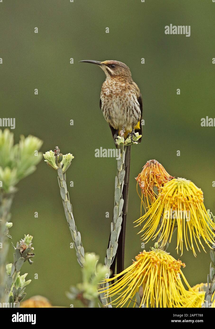 Capo Sugarbird (caffè Promerops) maschio adulto arroccato su Protea Western Cape, Sud Africa novembre Foto Stock