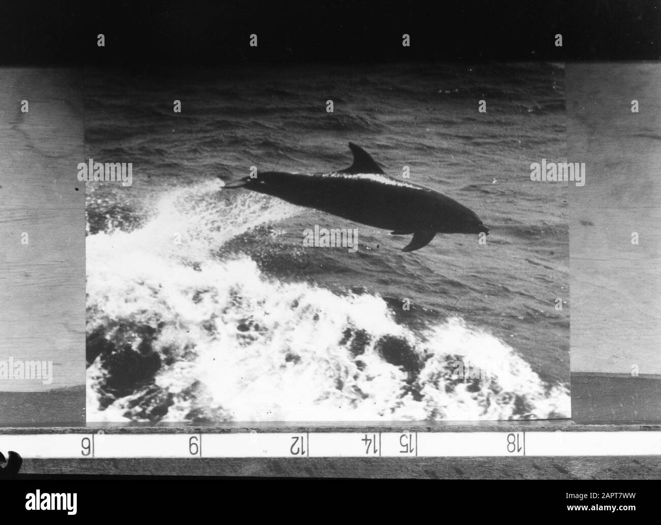 Riproduzione Fotografia Foto di una fotografia di un delfino Data: Parole Chiave non date: Delfini, mari Foto Stock