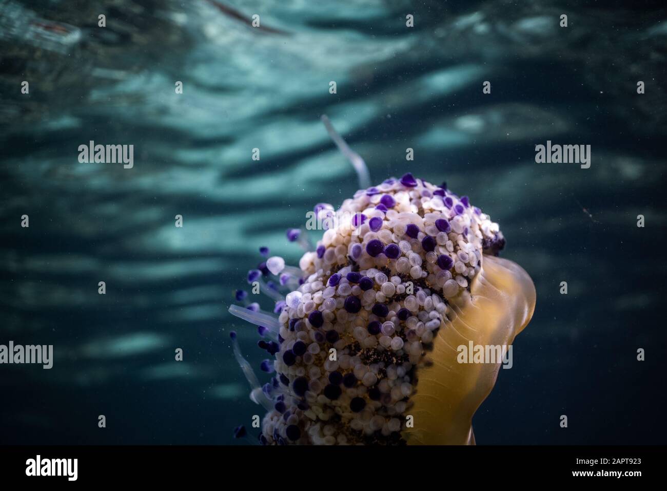 Cotylorhiza tuberculata (pesce gelatinoso fritto) medusa sott'acqua in una splendida acqua limpida in una baia di Palma di Maiorca Spagna, incredibile wi subacqueo Foto Stock