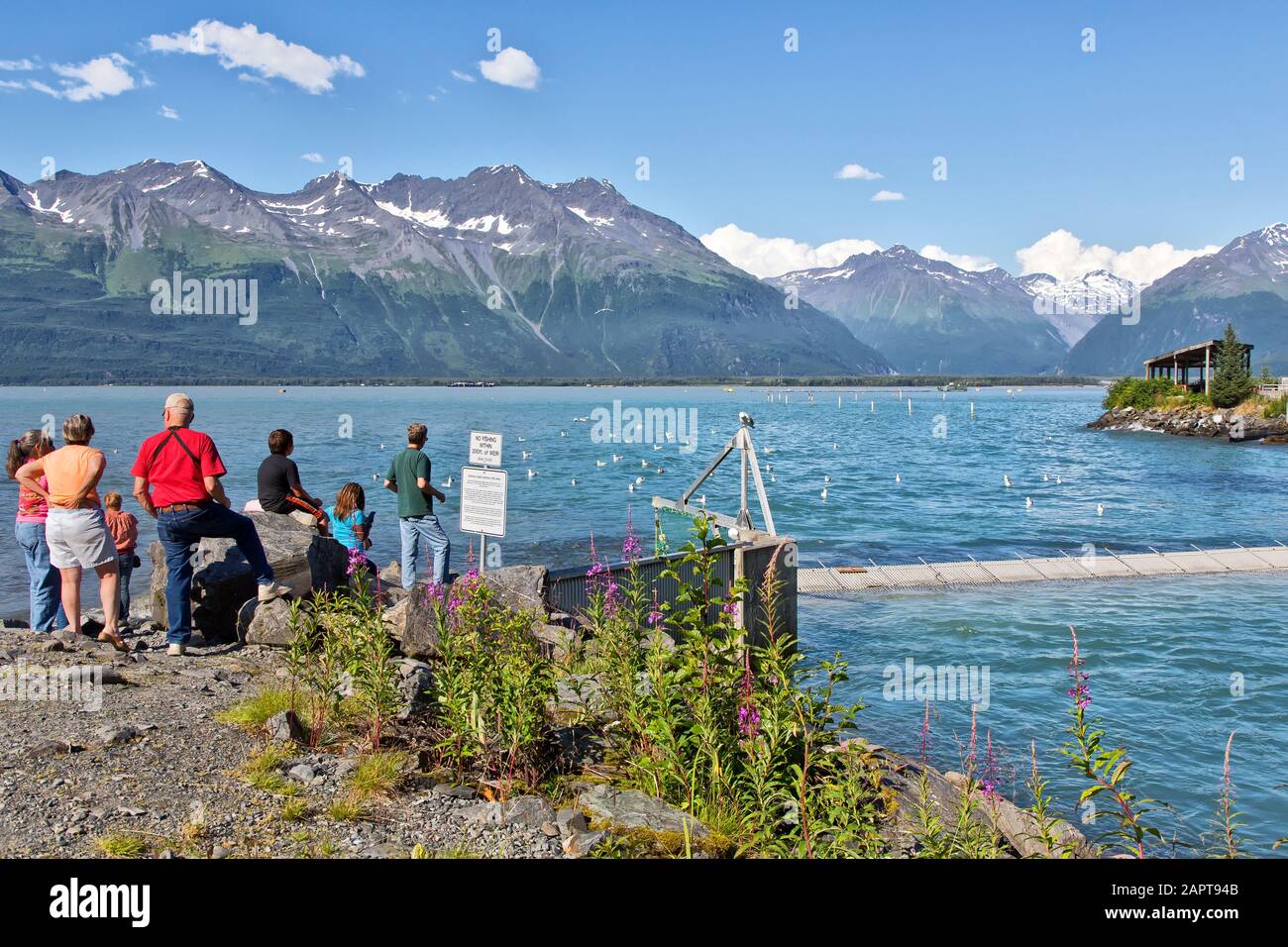Visitatori, famiglia che guarda leoni marini, gabbiani e salmoni, Valdez Bay, Solomon Gulch Fish Hatchery. Foto Stock