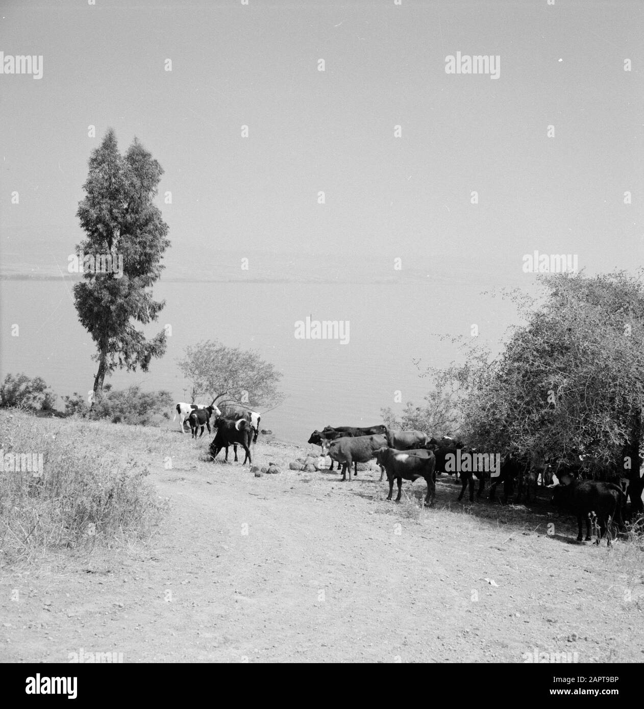 Treed e mucche sciolte al lago di Tiberias con vista sul lago e le colline di fronte Data: Non ondeggiato posizione: Israele, Lago di Tiberias, Tiberias Parole Chiave: Alberi, colline, mucche, laghi Foto Stock