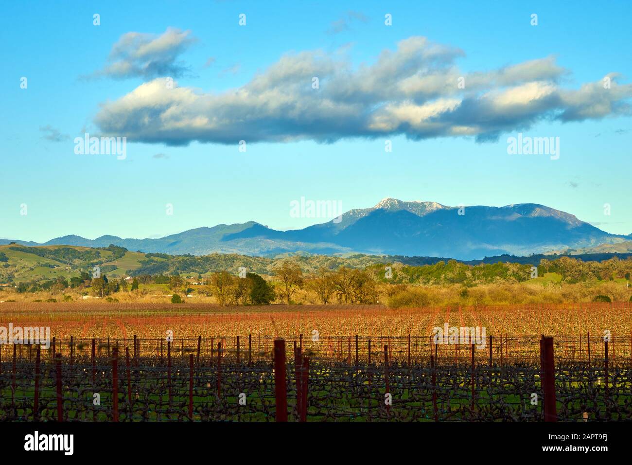 Monte Saint Helena con copertura da neve. Un vigneto arido che copre un campo e colline verdi. Nuvole disperse sul cielo blu. Rurale Healdsburg, California. Foto Stock