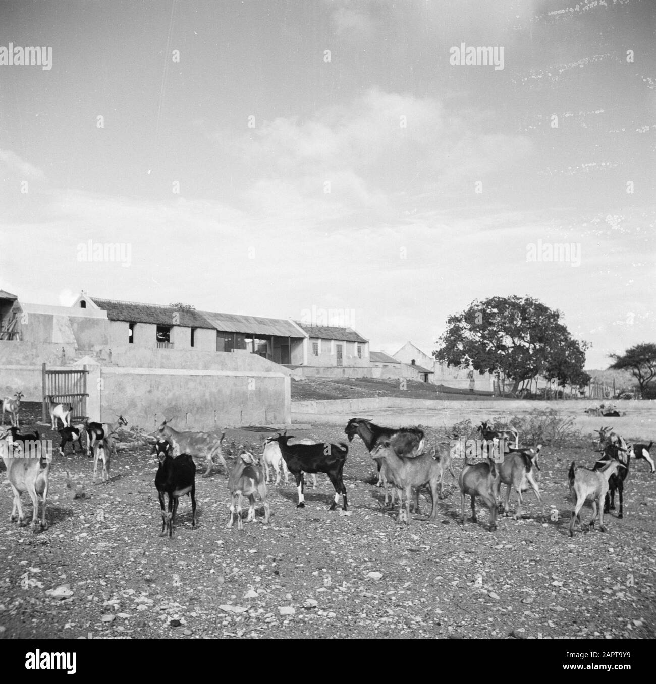 Viaggio a Suriname e le Antille Olandesi Capre a casa di campagna a Savonet il Curaçao Data: 1947 luogo: Curaçao Parole Chiave: Capre, case di campagna Foto Stock