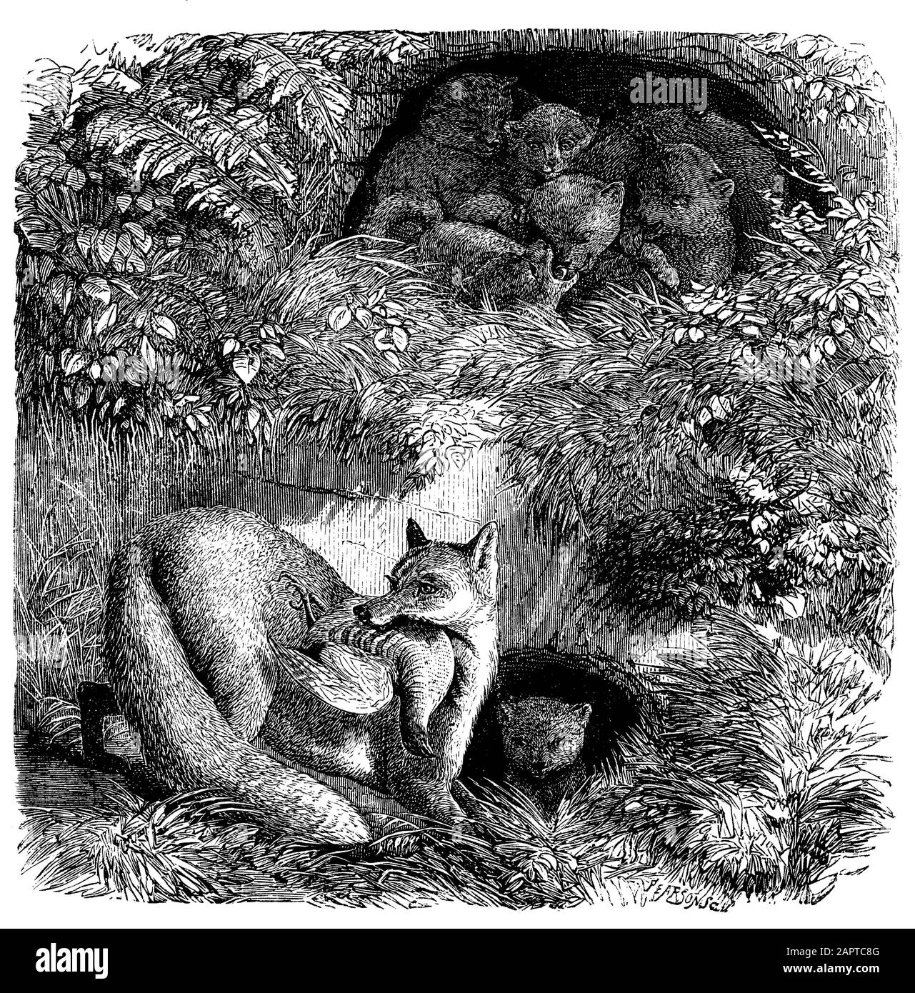 Lynx eurasiatica, lynx, Lynx lynx, Pearson (libro zoologico, 1873) Foto Stock