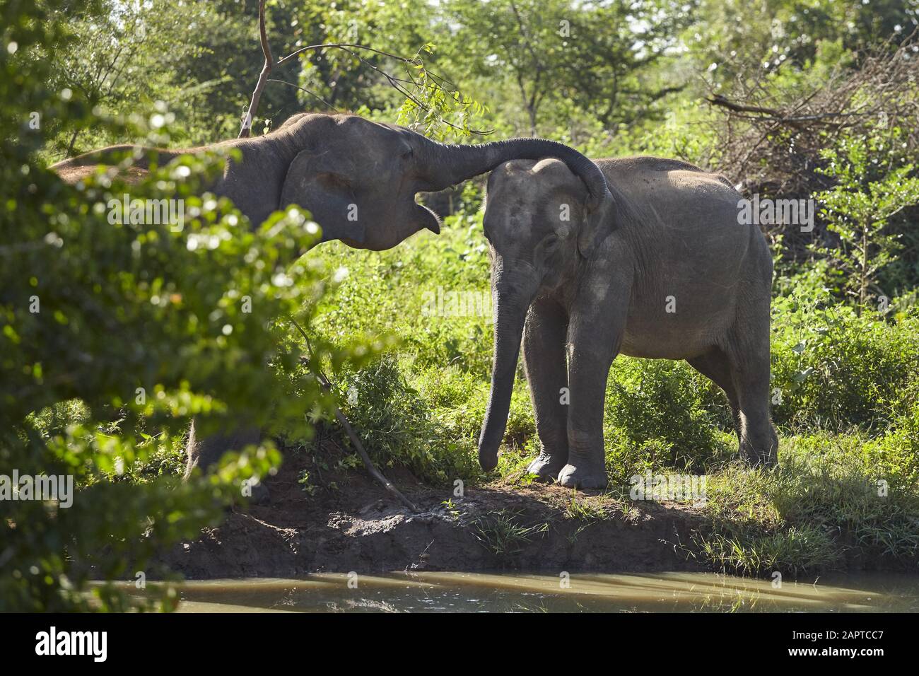 Un elefante adulto selvaggio abbracci un giovane nel bush al luogo di annaffiamento, il Parco Nazionale di Udawalawe, Sri Lanka. Foto Stock