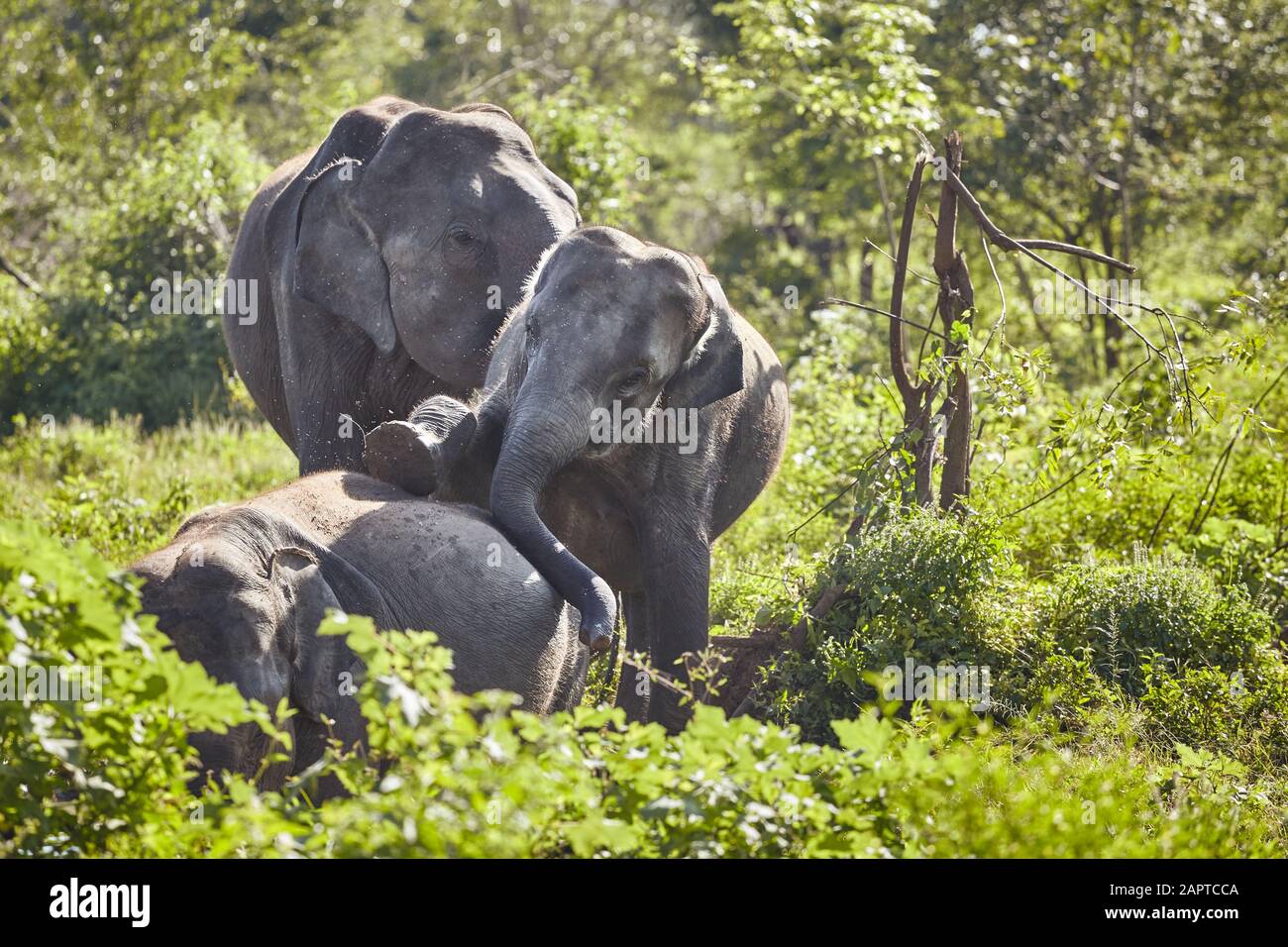 Gli elefanti selvatici giocano nel bush, nel Parco Nazionale di Udawalawe, nello Sri Lanka. Foto Stock
