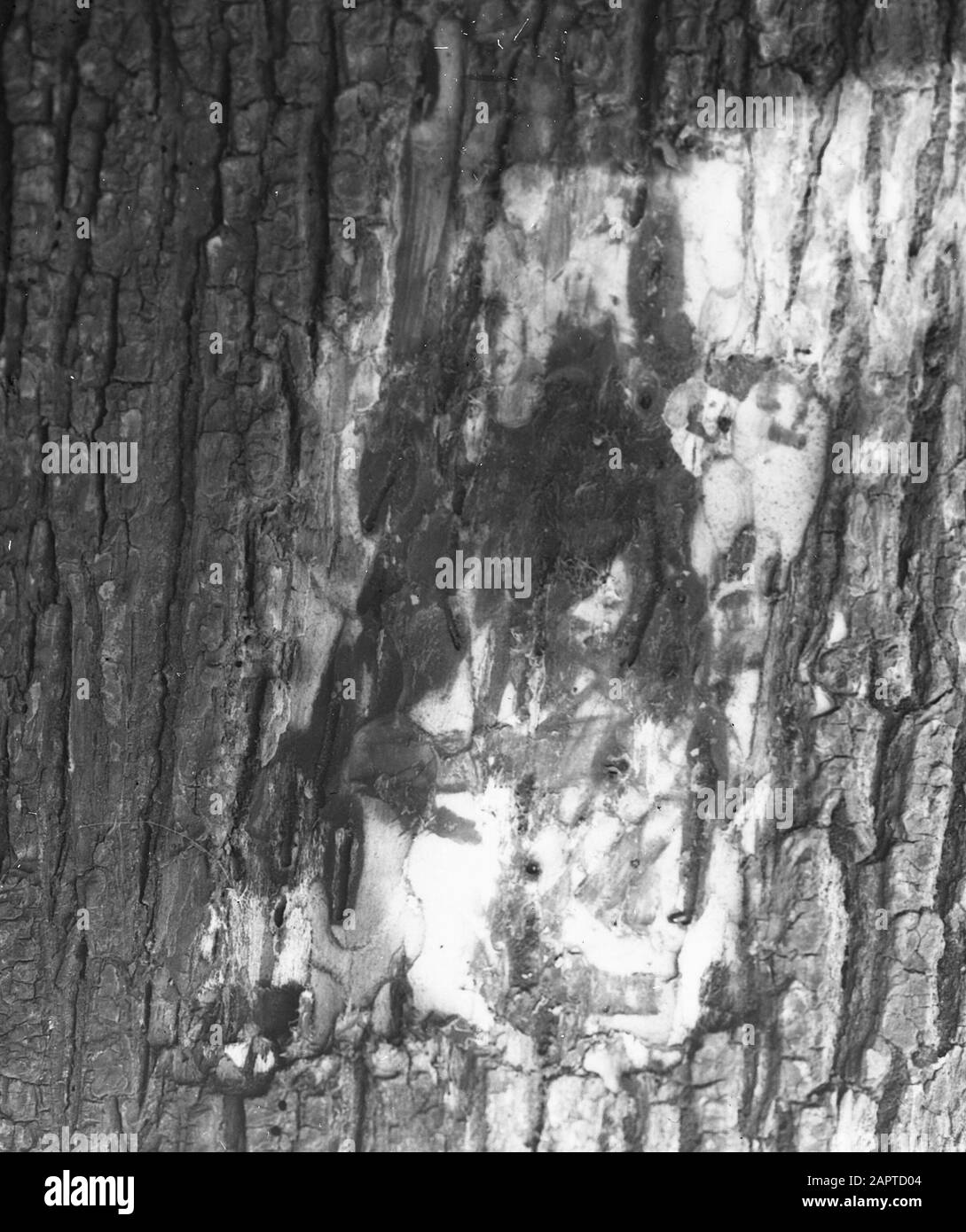 Insetti, corridoi, danni, alberi, coleottero ellimico Data: Parole Chiave dense: Danni, alberi, corridoi, insetti Nome personale: Elm spintbeetle Foto Stock