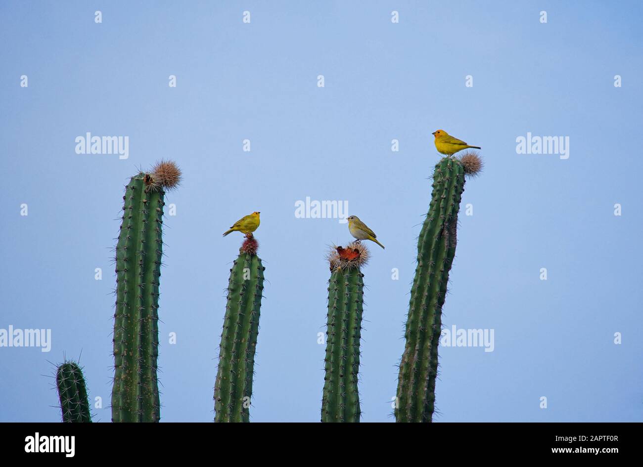 Zafferano Finces Su Cactus Foto Stock