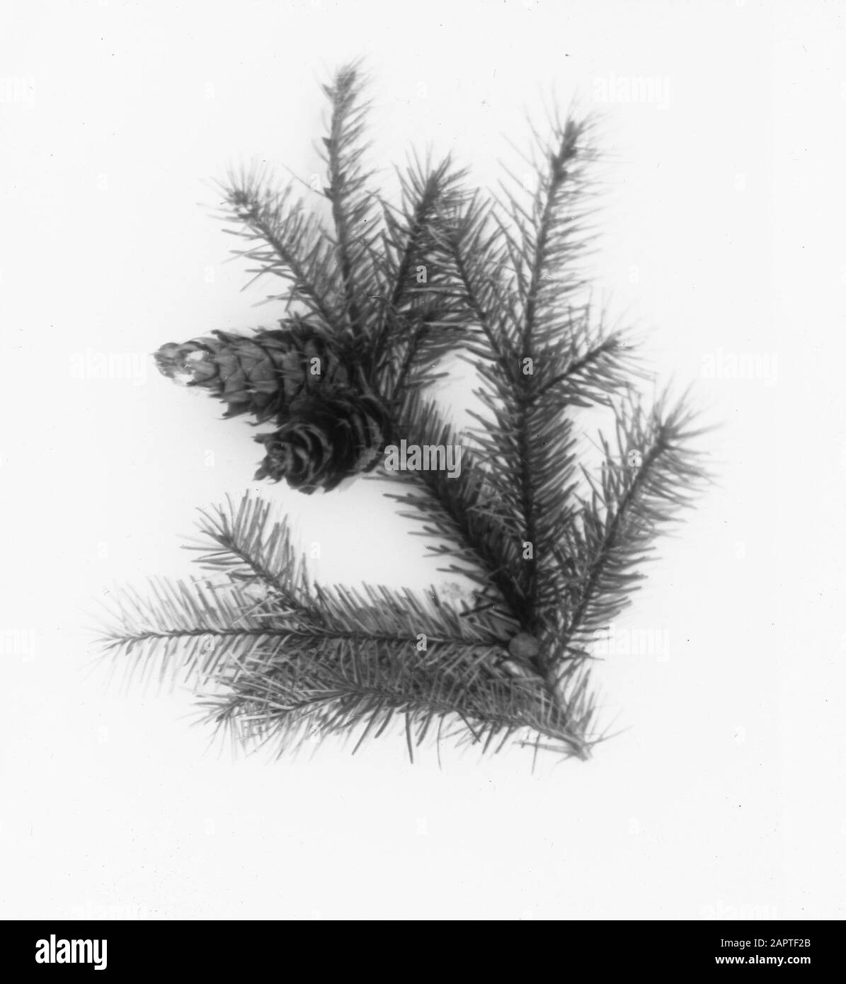 Legno di conifere, alberi, foreste, viali, botaniche, pseudotsuga douglassii Data: Parole Chiave non date: Alberi, foreste, botaniche, viali, legno di conifere Nome personale: Pseudotsuga douglassii Foto Stock