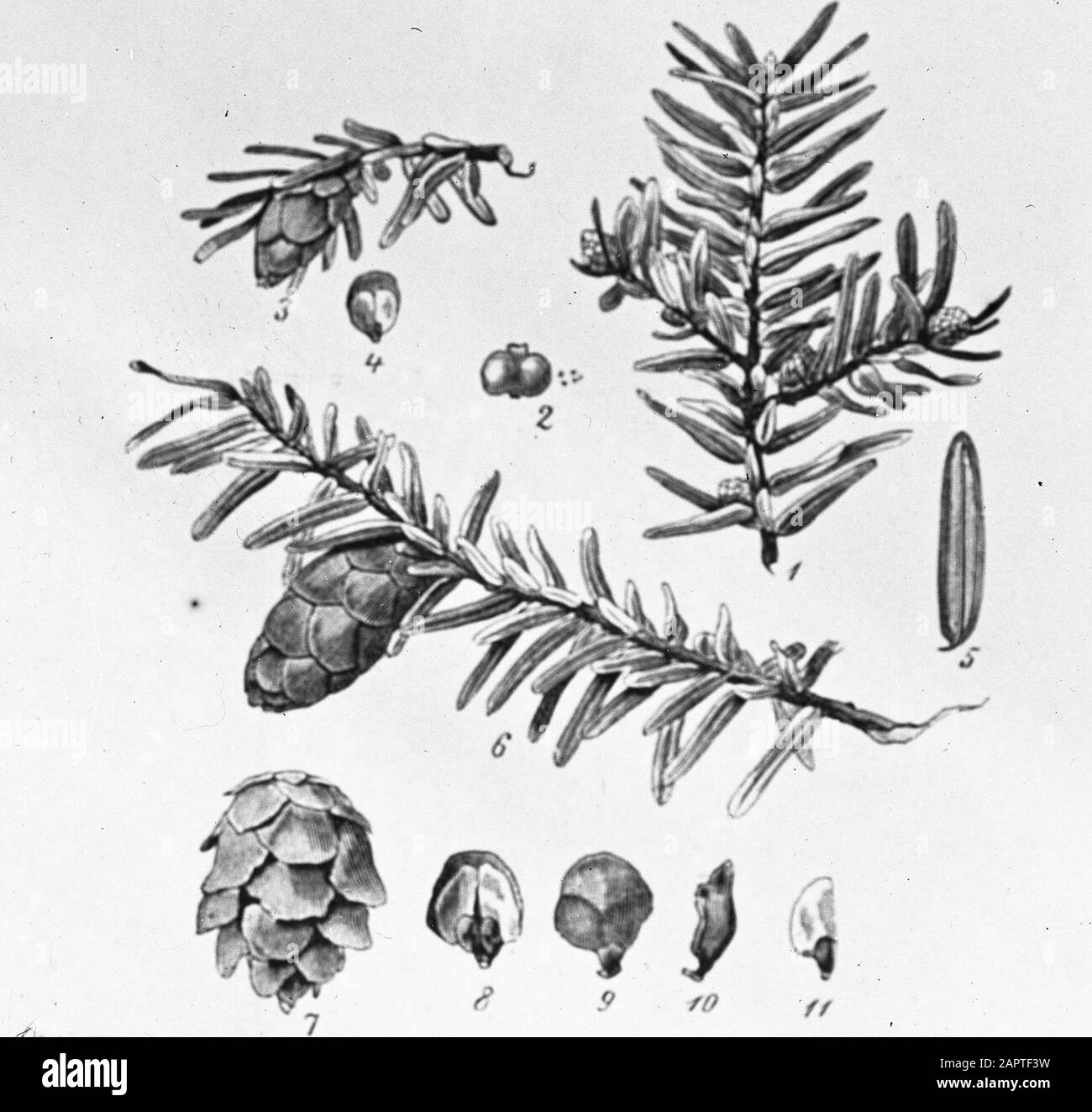 Data disegno: Parole Chiave non date: Alberi, foreste, botaniche, viali, legno di conifere Nome personale: Tsuga canadensis Foto Stock