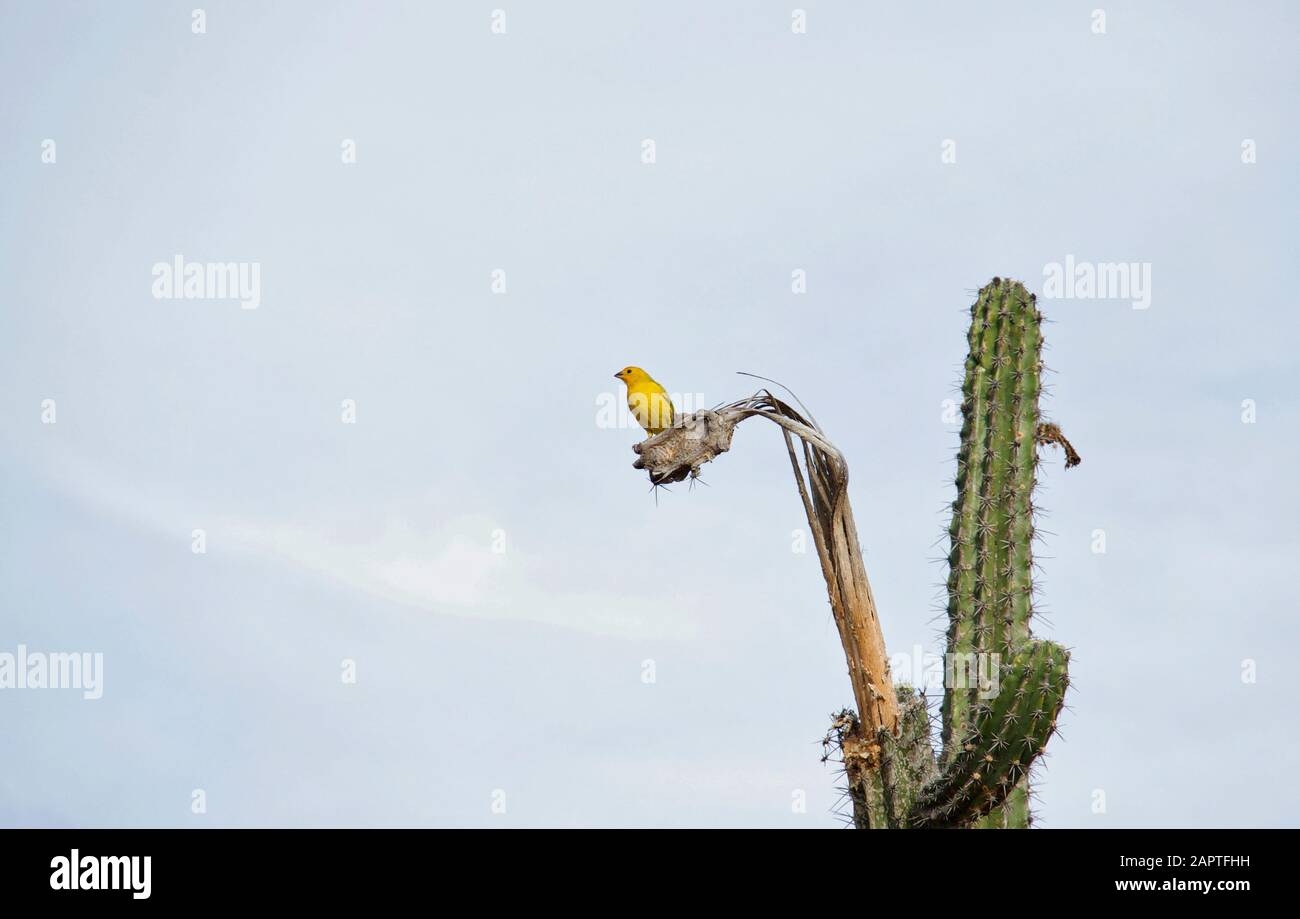 Zafferano Finch Su Cactus Foto Stock