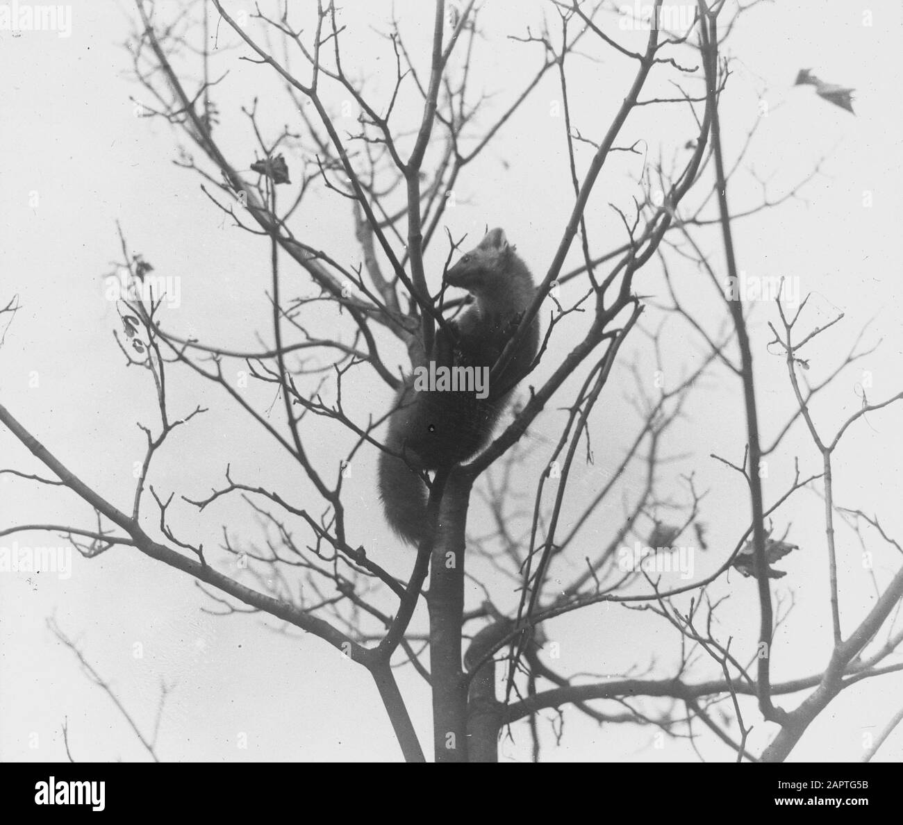Mammiferi, marci d'albero Data: Parole Chiave non date: Mammiferi Nome personale: Marci d'albero Foto Stock