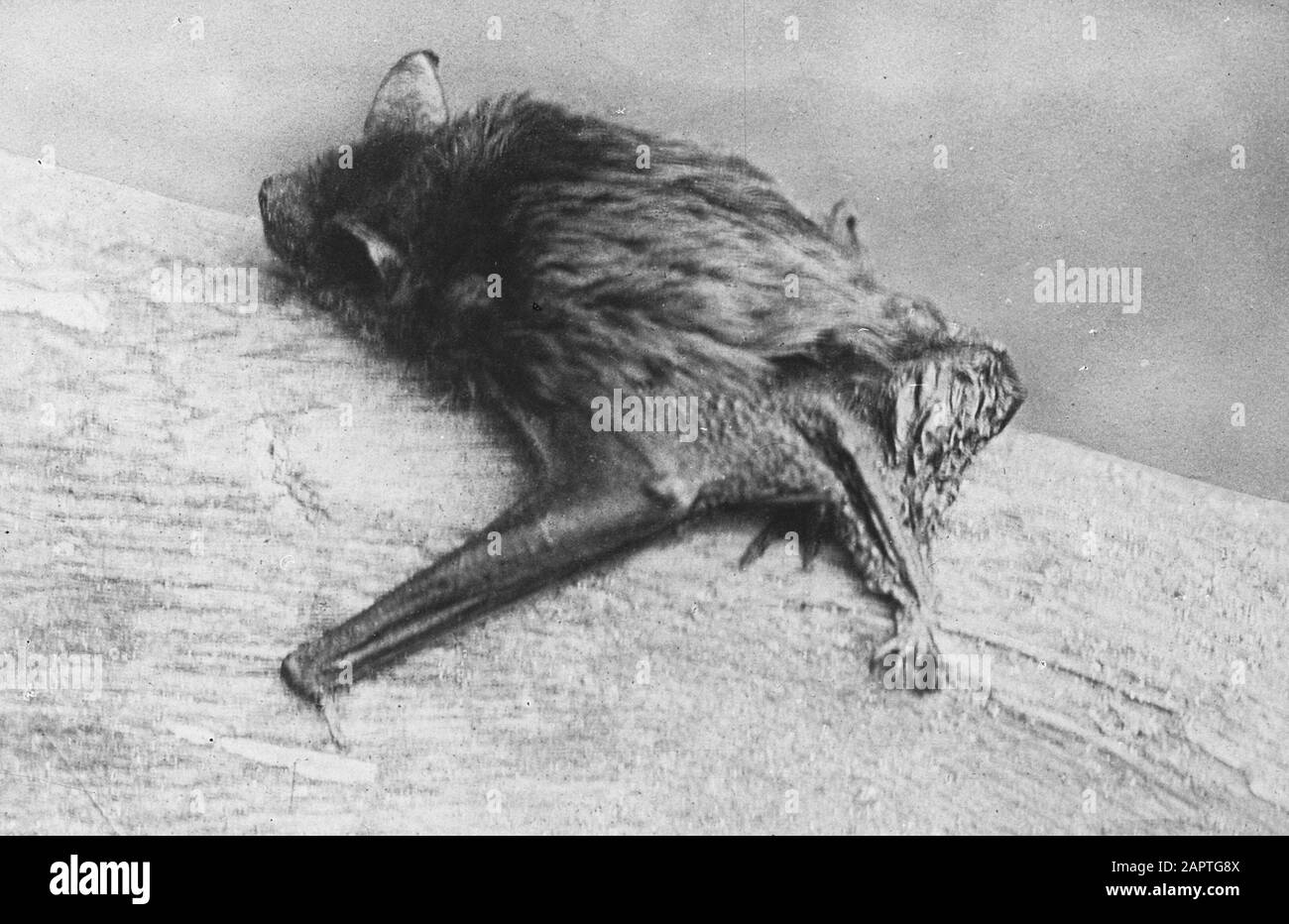 Mammiferi, flyer tardivo, serotina vesperugo Data: Parole Chiave non date: Mammiferi Nome personale: Flyer tardivo, serotina vesperugo Foto Stock