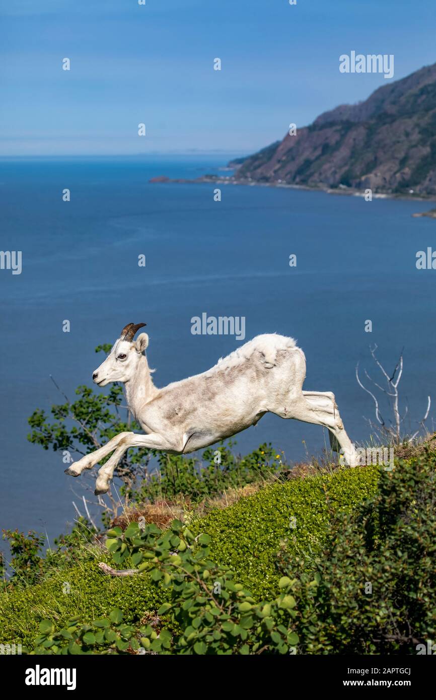 Giovane pecora di Dall (Ovis dalli) ariete in esecuzione nella zona Windy Point dei Monti Chugach con il braccio Turnagain sullo sfondo, sud-centrale ... Foto Stock