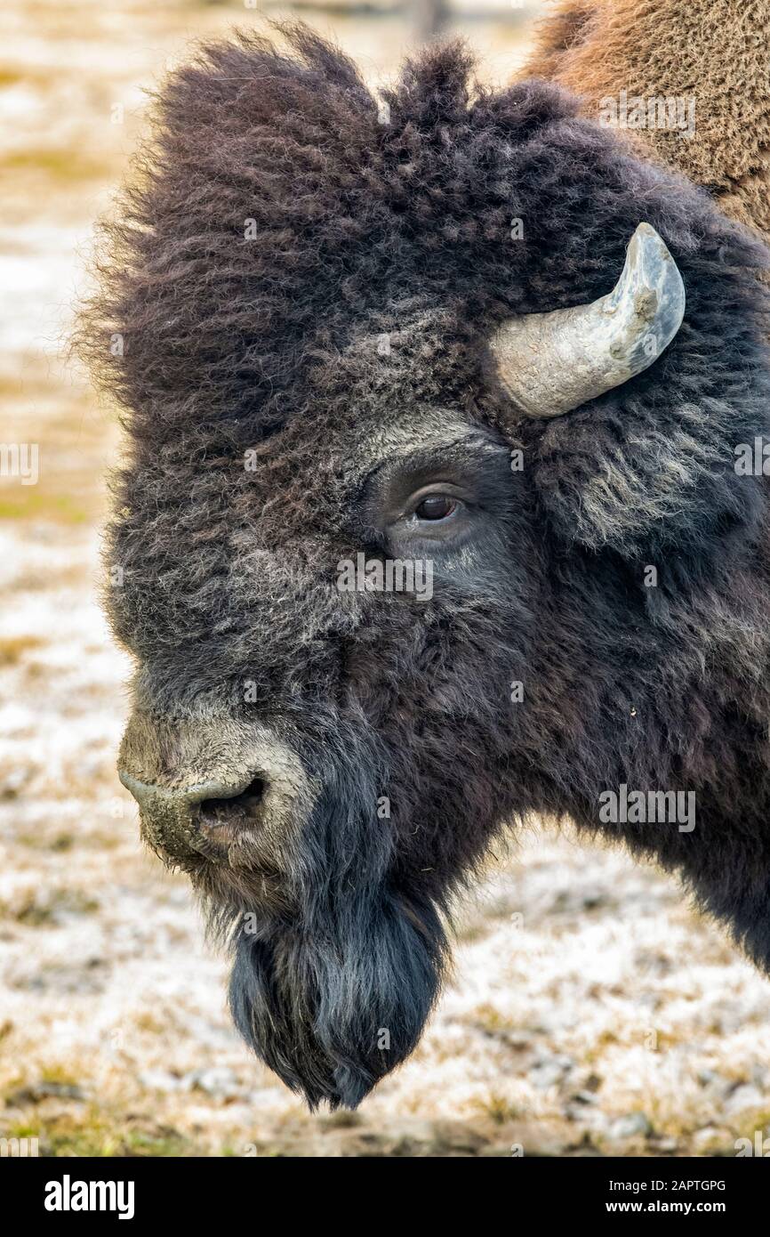 Bison bull legno (Bison bison athabascae) ritratto, Alaska Wildlife Conservation Center in Alaska sud-centrale. L'Alaska Wildlife Conservation CE... Foto Stock