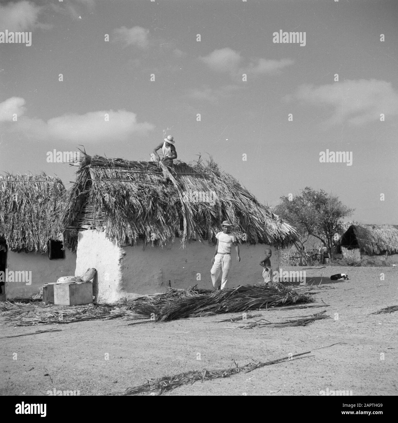 Viaggio in Suriname e le Antille Olandesi Che Coprono il tetto di un cottage cunucu il Curaçao Data: 1947 posizione: Curaçao Parole Chiave: Copertura, alloggio Foto Stock