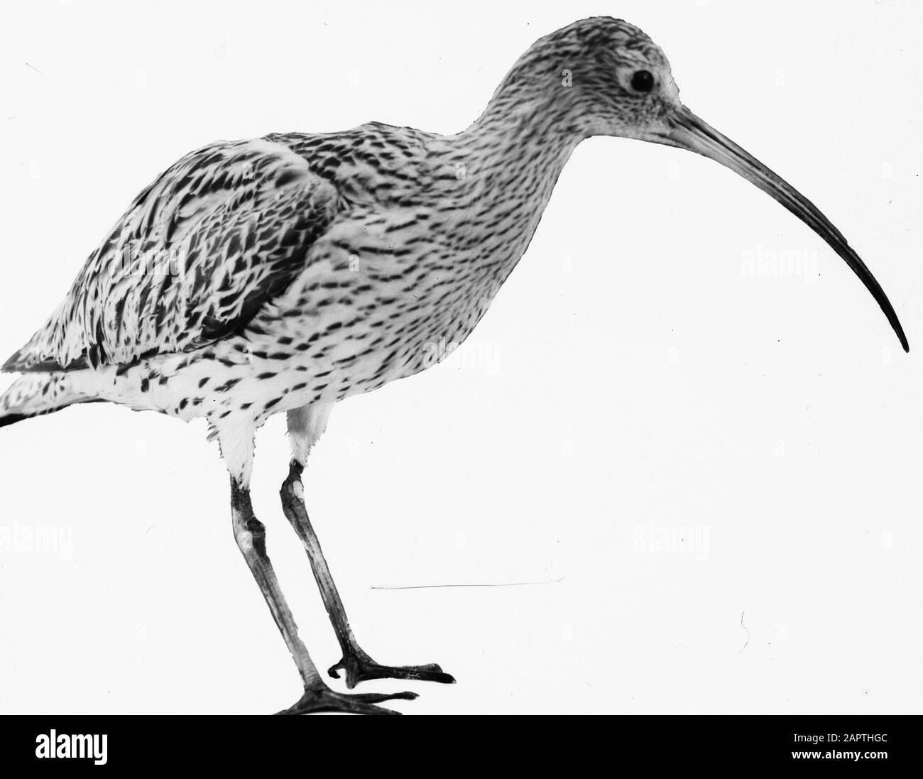 Uccelli, rainwulp Data: Parole Chiave non date: Uccelli Nome personale: Rainwulp Foto Stock