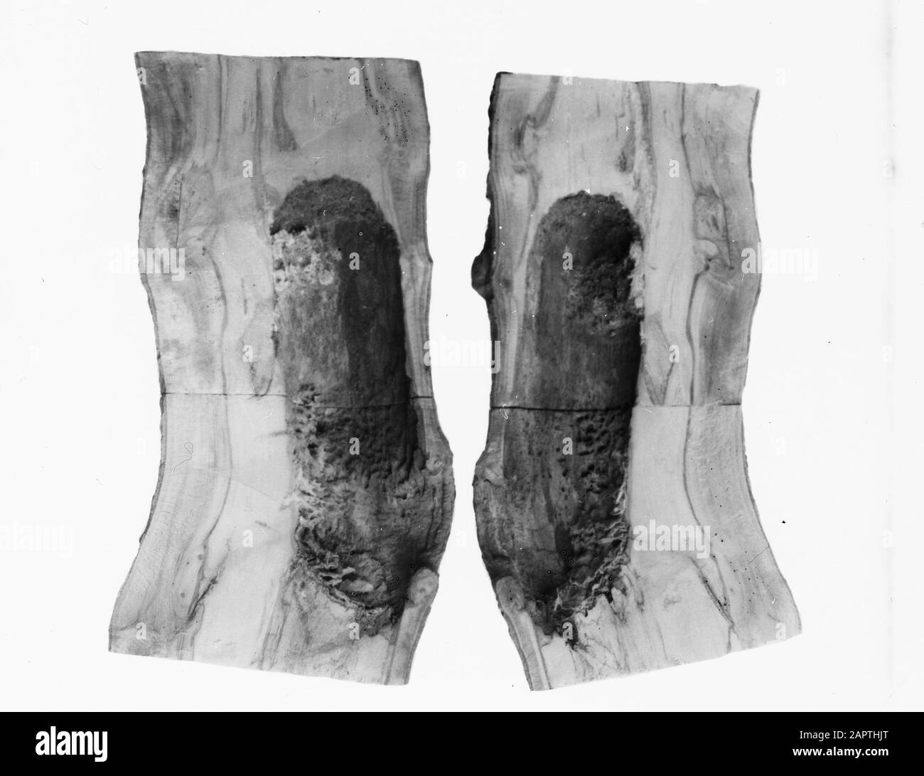 Uccelli, olli, Faggio Data: Parole Chiave non date: Hollen, uccelli Nome personale: Faggio Nome dell'istituzione: Zwarte Woodpecker Foto Stock