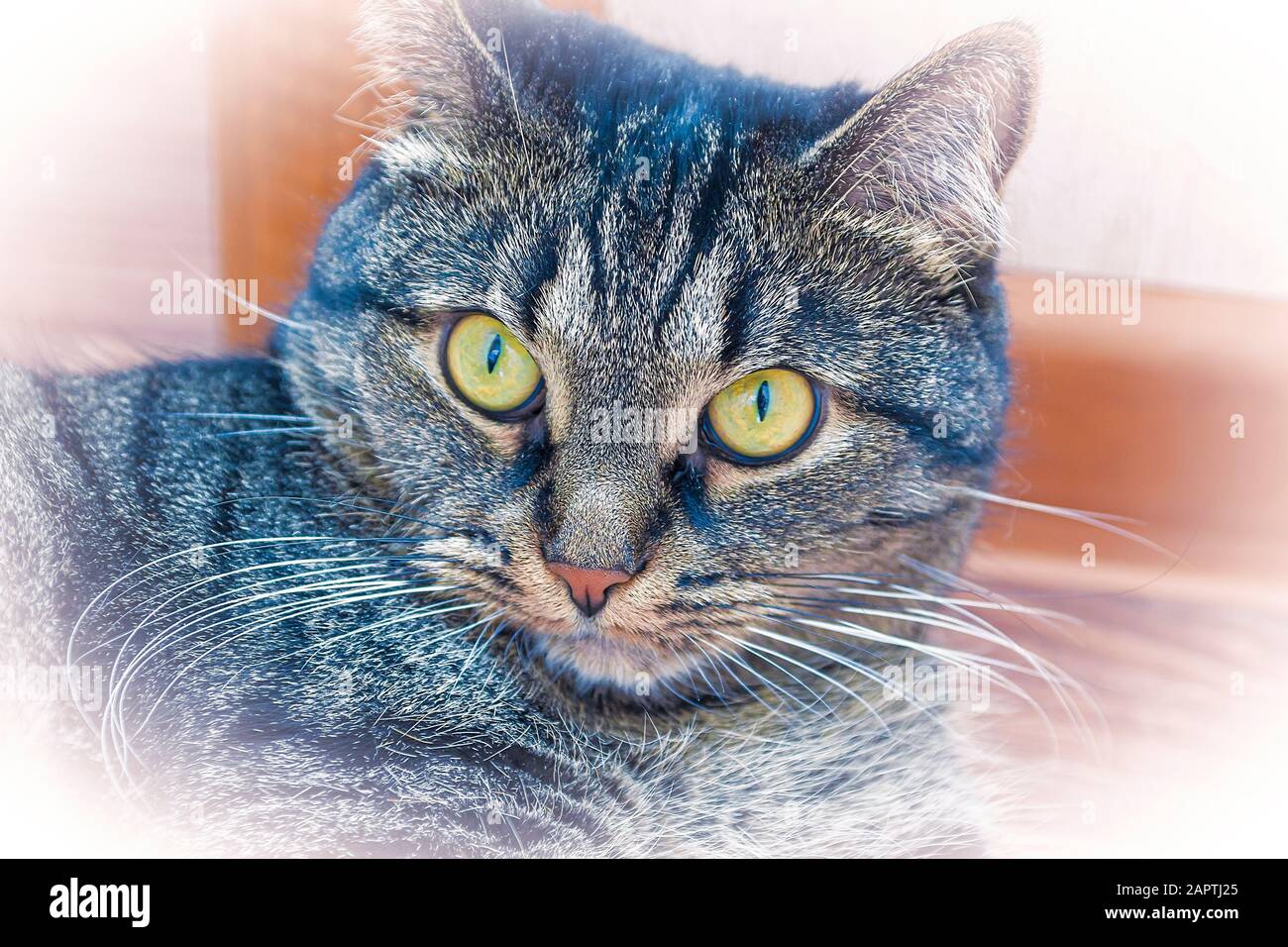 Foto una foto del volto di un gatto a righe. Primo piano Foto stock - Alamy