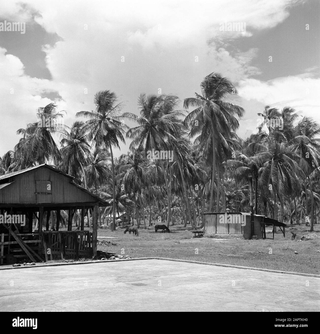 Viaggio in Suriname e Antille Olandesi la società meccanica di lavorazione del cocco Leasdeve in Coronie Data: 1947 Località: Coronie, Suriname Parole Chiave: Fabbriche, noci di cocco, palme Foto Stock