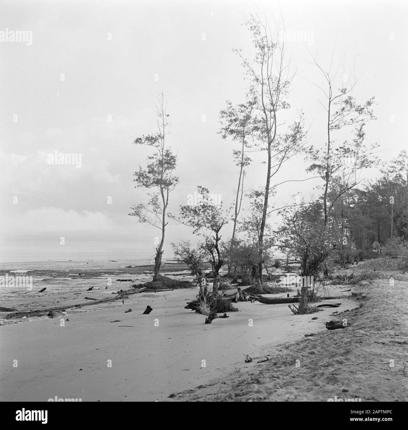 Viaggio a Suriname e Antille Olandesi la spiaggia di Nickerie Data: 1947 luogo: Nickerie, Suriname Parole Chiave: Costa, spiagge Foto Stock