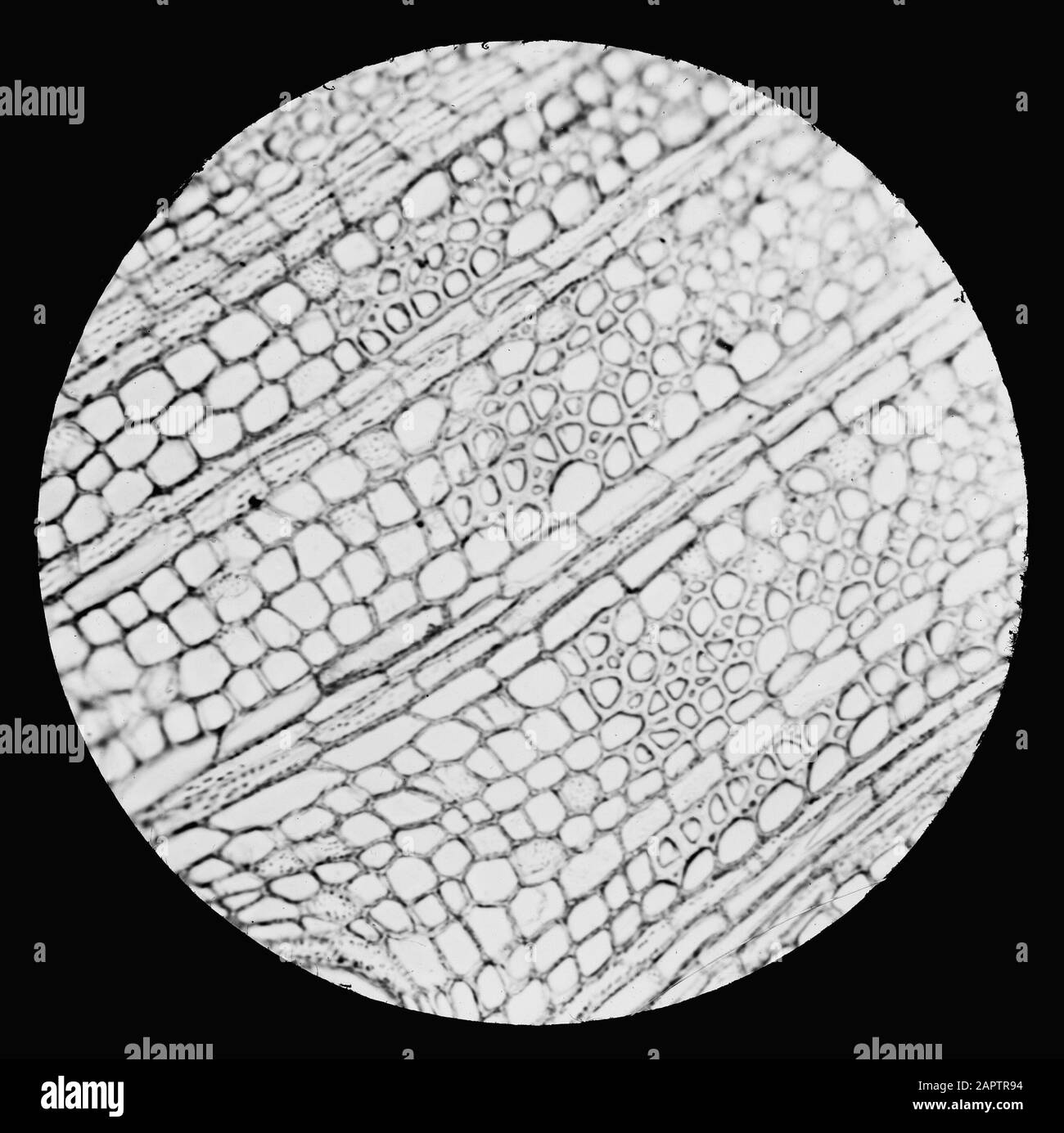 Micro-registrazione/sezione trasversale Data: Parole Chiave non date: Diramazioni Foto Stock