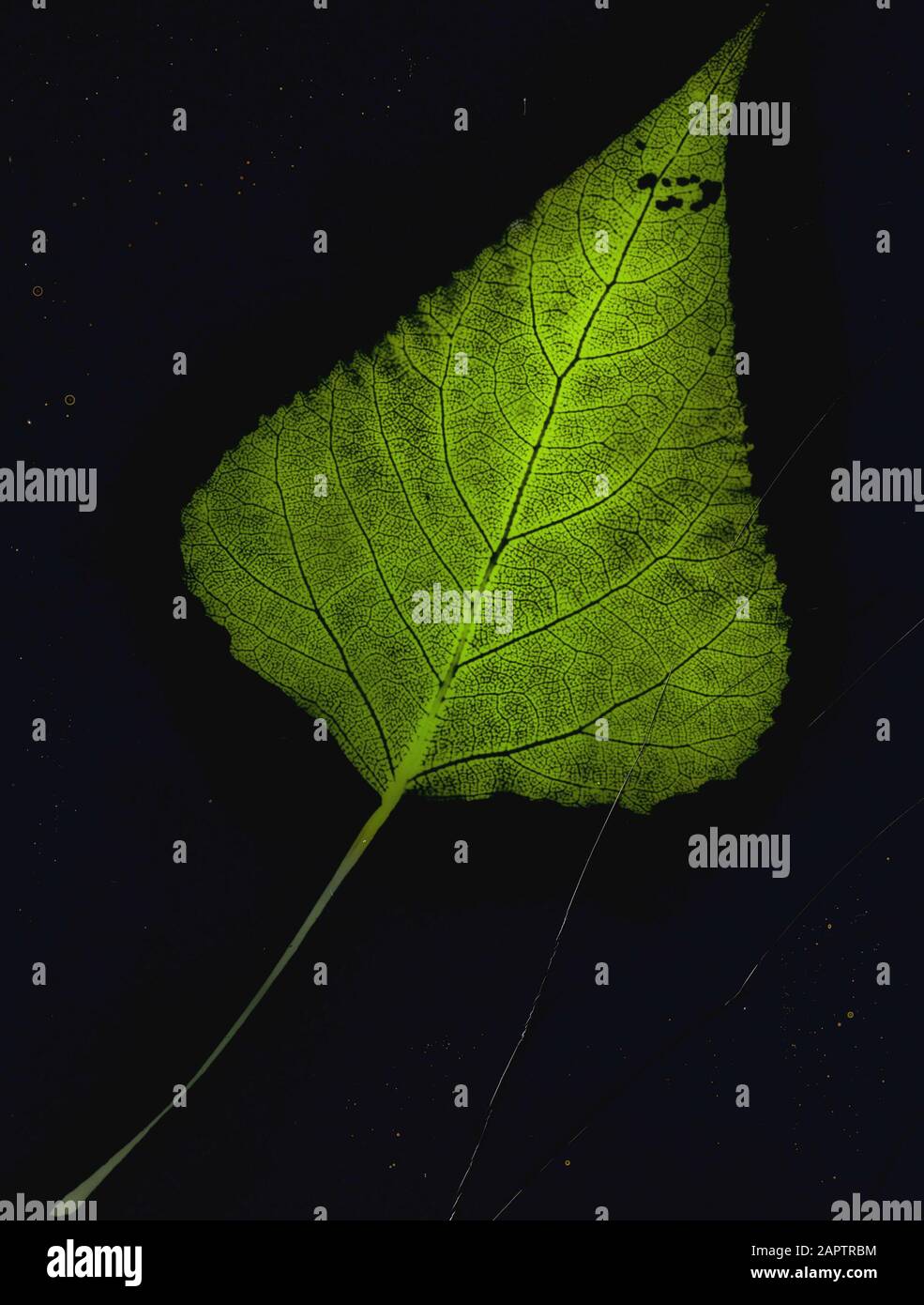 Legno caducido, alberi, foreste, viali, botaniche, populus marilandica Data: Parole Chiave dense: Alberi, foreste, botaniche, viali, legno deciduo Nome personale: Populus marilandica Foto Stock
