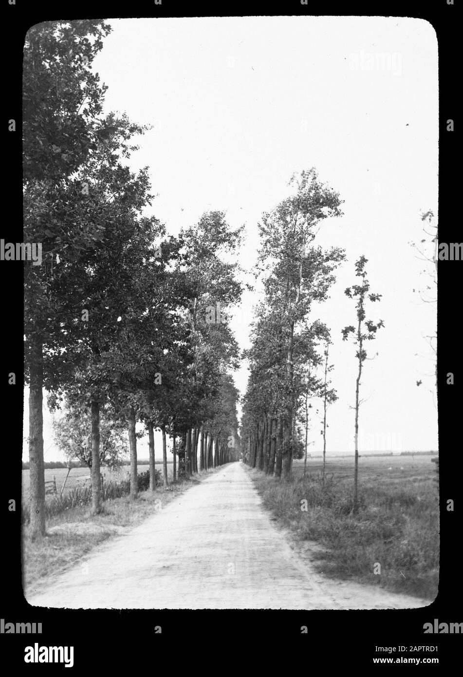 Road planting, poting, viali, Oak Avenue Data: Parole Chiave non date: Viali, potatura, Road planting Nome personale: Oak Avenue Foto Stock