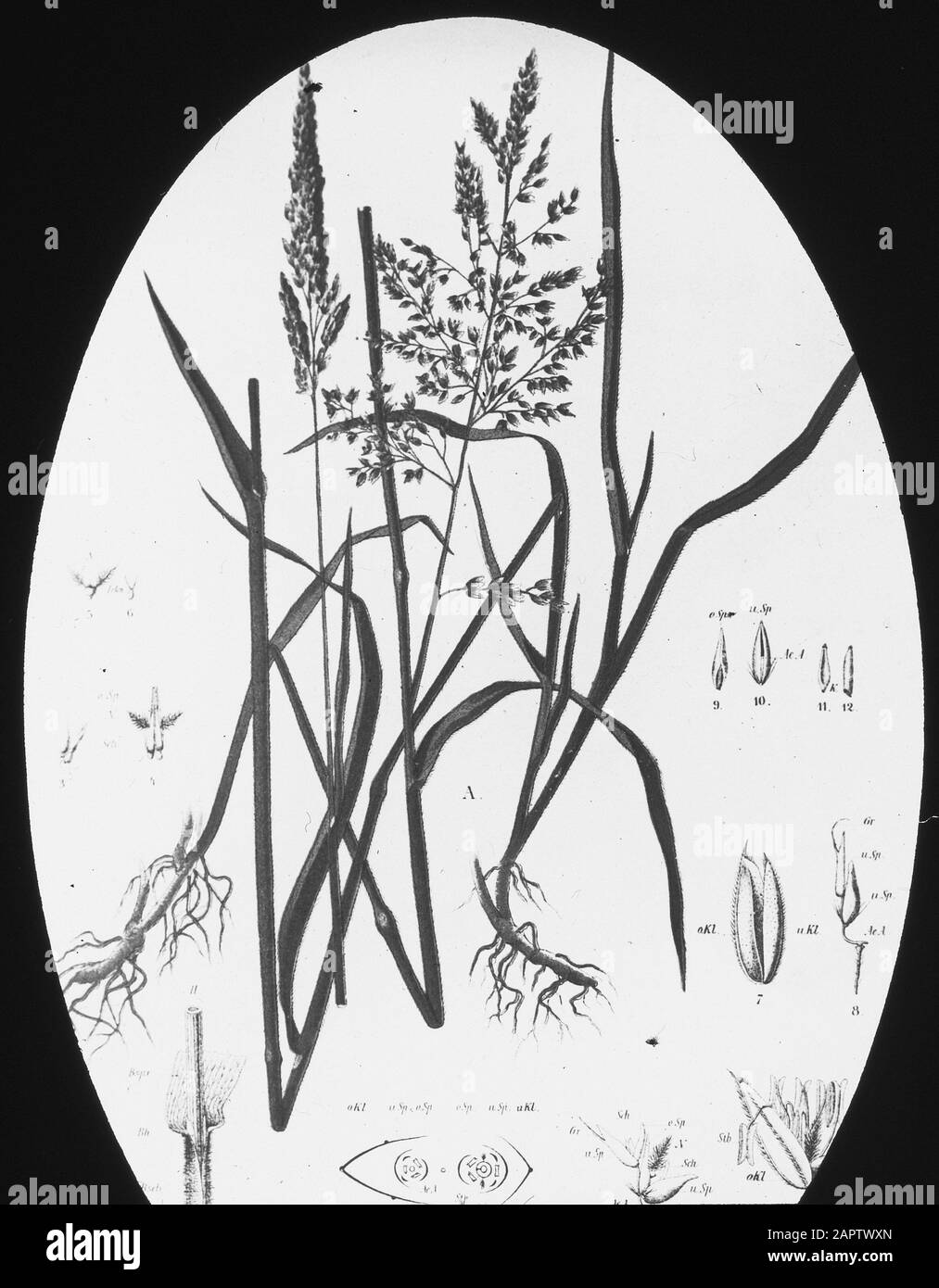 Erba e trifoglio specie, lanolly cura erba Data: Parole Chiave dense: Erba e trifoglio specie Nome personale: Woolly zorggras Foto Stock