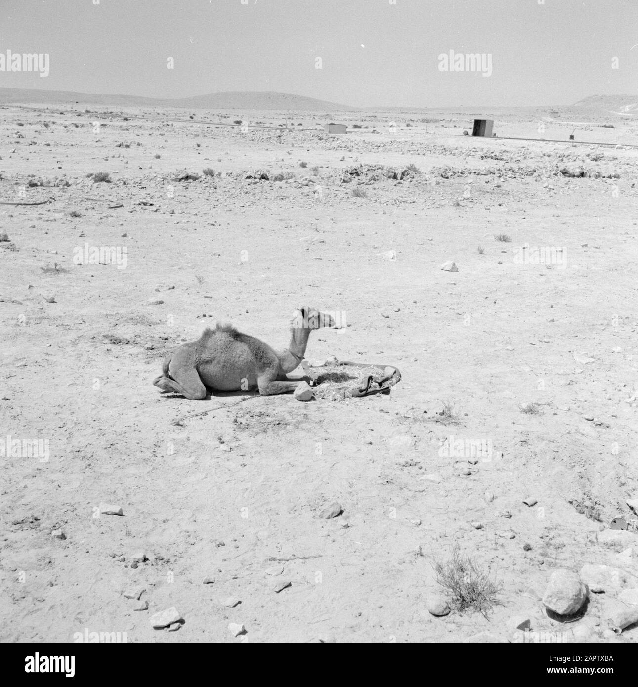 Israele 1948, un dromedario solo nel NegevDesert inospitale Annotazione: Israele 1948, ein einsames Kamel in der unherbergter Negev-Wüste Data: 1 gennaio 1948 posizione: Israele, Negev Parole Chiave: Dromedari, cammelli, panorami, deserti Foto Stock