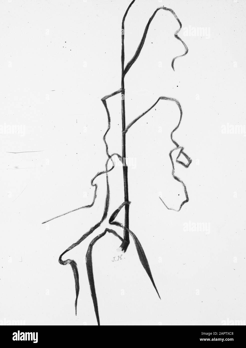 Sick Data: Parole Chiave non date: Erba e trifoglio specie Nome personale: OAT Plant Foto Stock