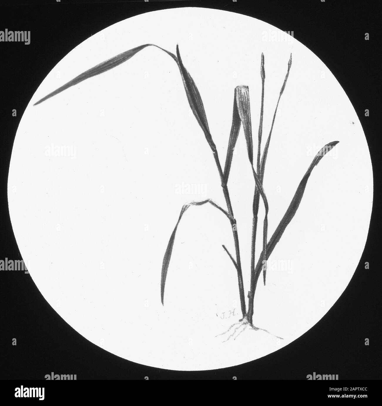 Sick Data: Parole Chiave non date: Erba e trifoglio specie Nome personale: OAT Plant Foto Stock