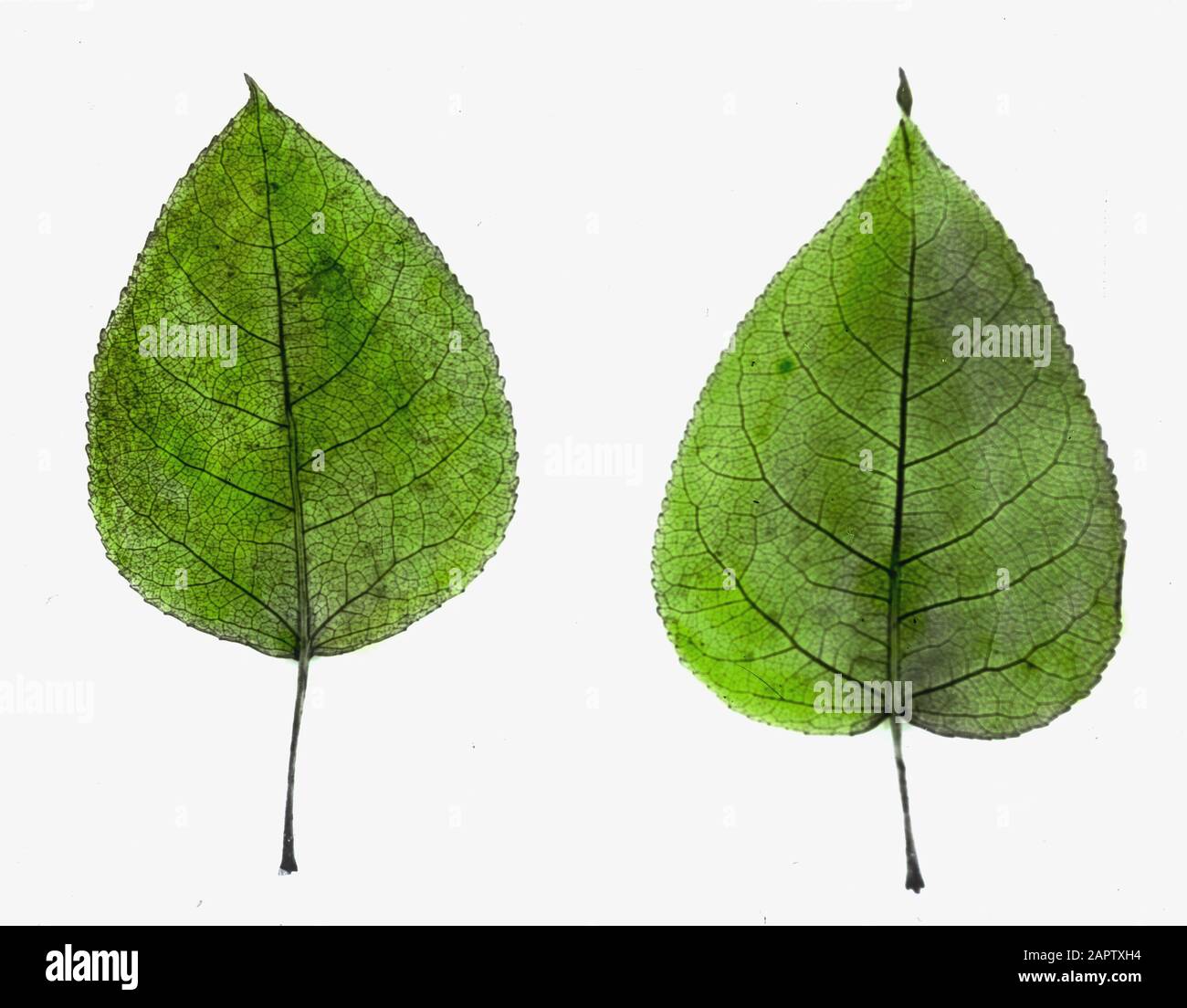Legno caducido, alberi, foreste, viali, botanici, candelieri di populus Data: Parole Chiave dense: Alberi, foreste, botaniche, viali, legno caducido Nome personale: Candelieri di populus Foto Stock