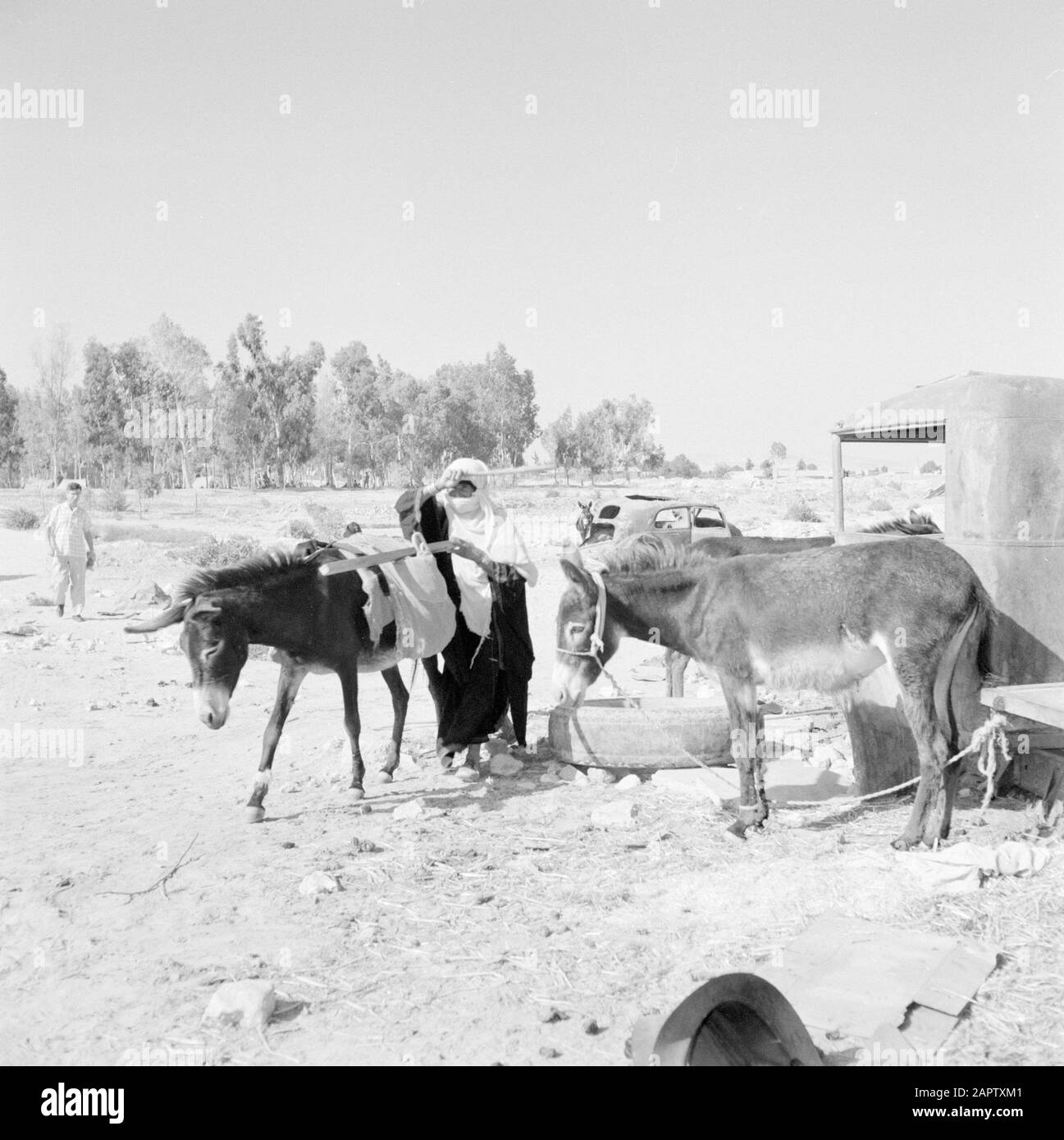 Beduino con un certo numero di asini a due auto relitti. Rapporto /Serie: Israele 1960-1965: Bedouins A Beershewa (Beer Sheva). Foto Stock