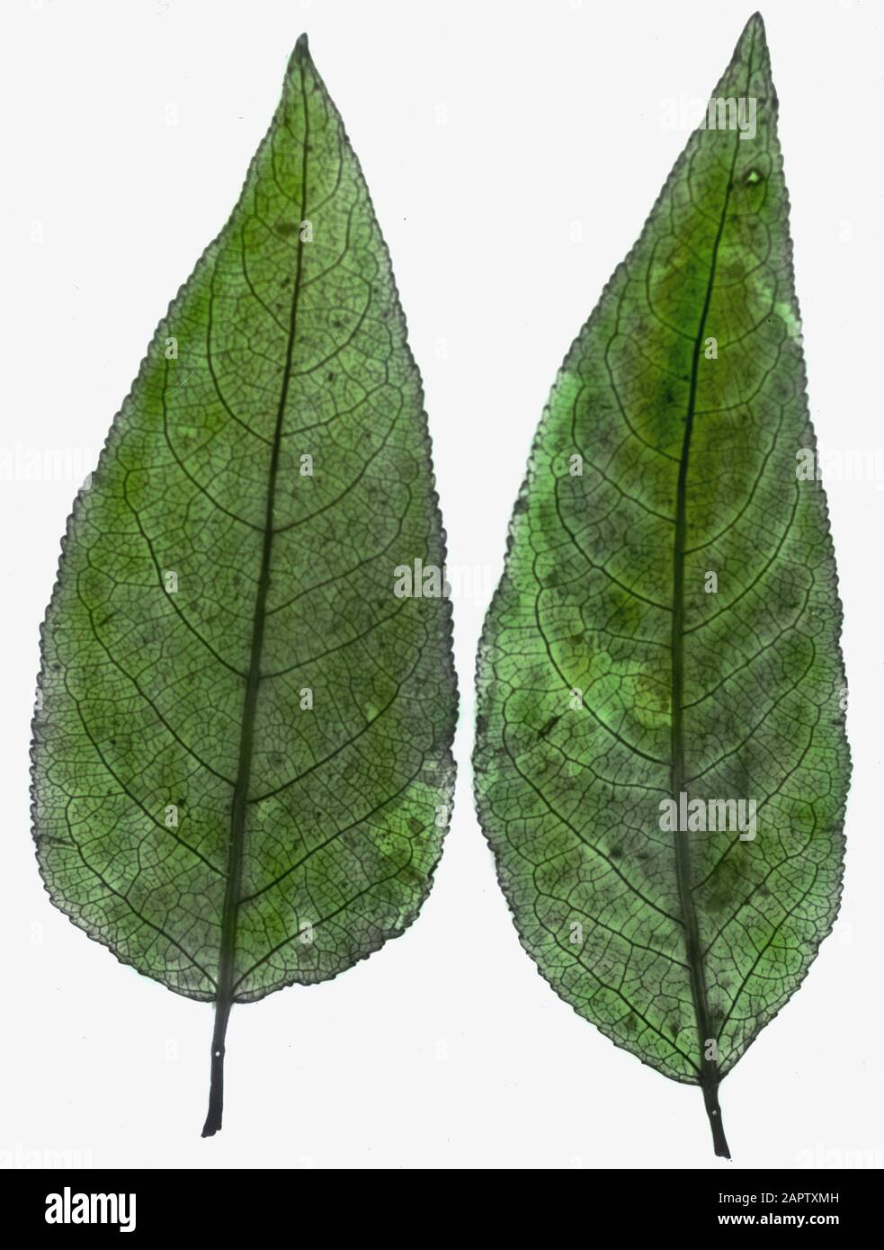 Legno caducido, alberi, foreste, viali, botaniche, populus tricocarpe Data: Parole Chiave dense: Alberi, foreste, botaniche, viali, legno deciduo Nome personale: Populus tricocarpe Foto Stock