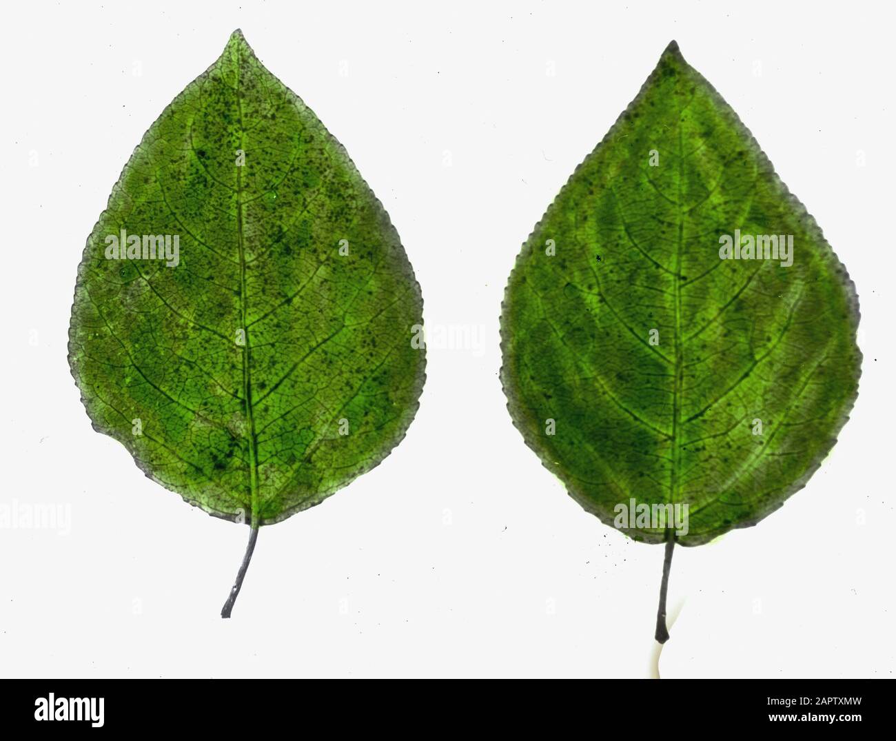 Legno caducido, alberi, foreste, viali, botaniche, populus tacamahaca Data: Parole Chiave dense: Alberi, foreste, botaniche, viali, legno caducido Nome personale: Populus tacamahaca Foto Stock