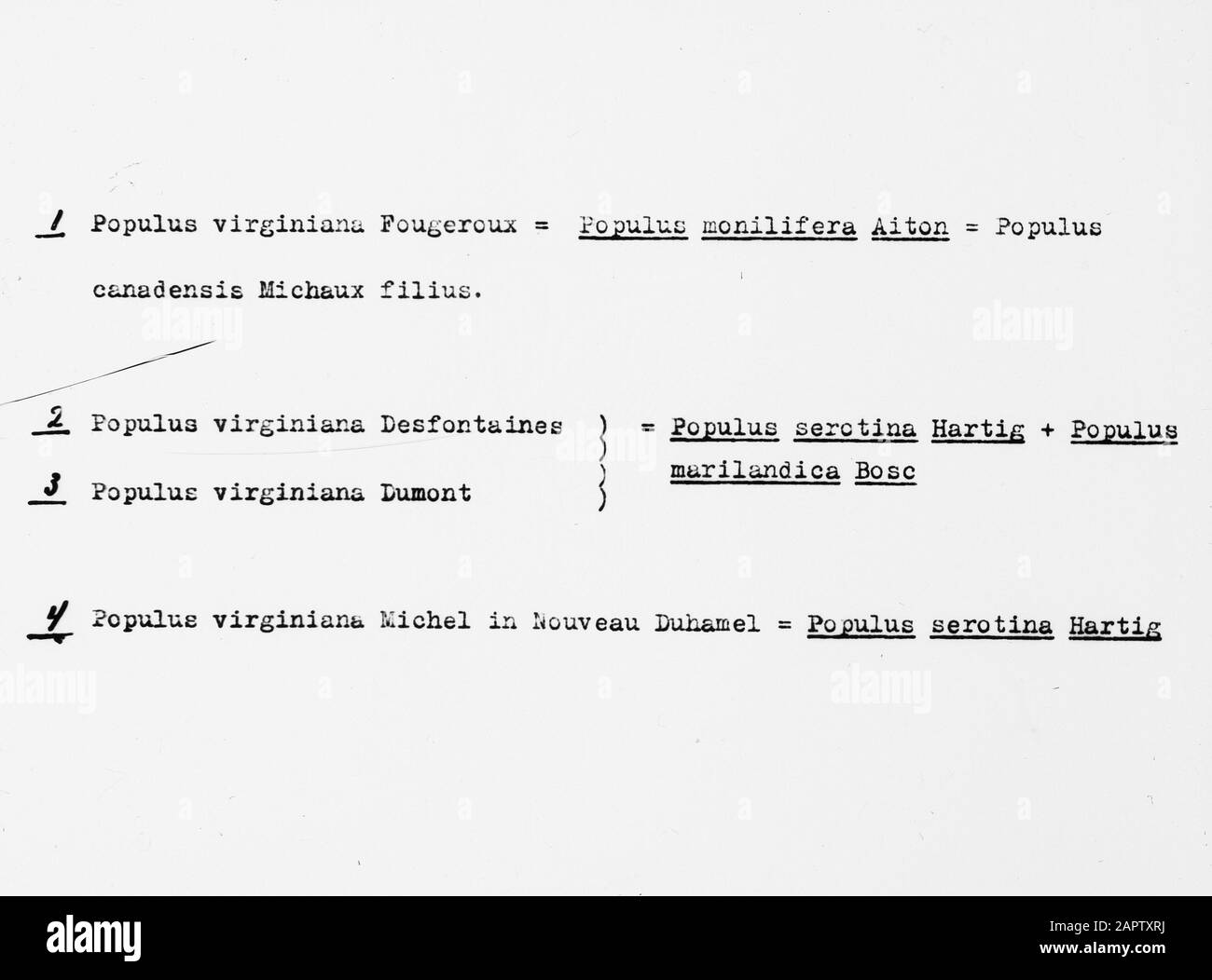 Denominazioni scientifiche Data: Parole Chiave dense: Alberi, foreste, botaniche, viali, legno caducido Nome personale: Pioppo Foto Stock