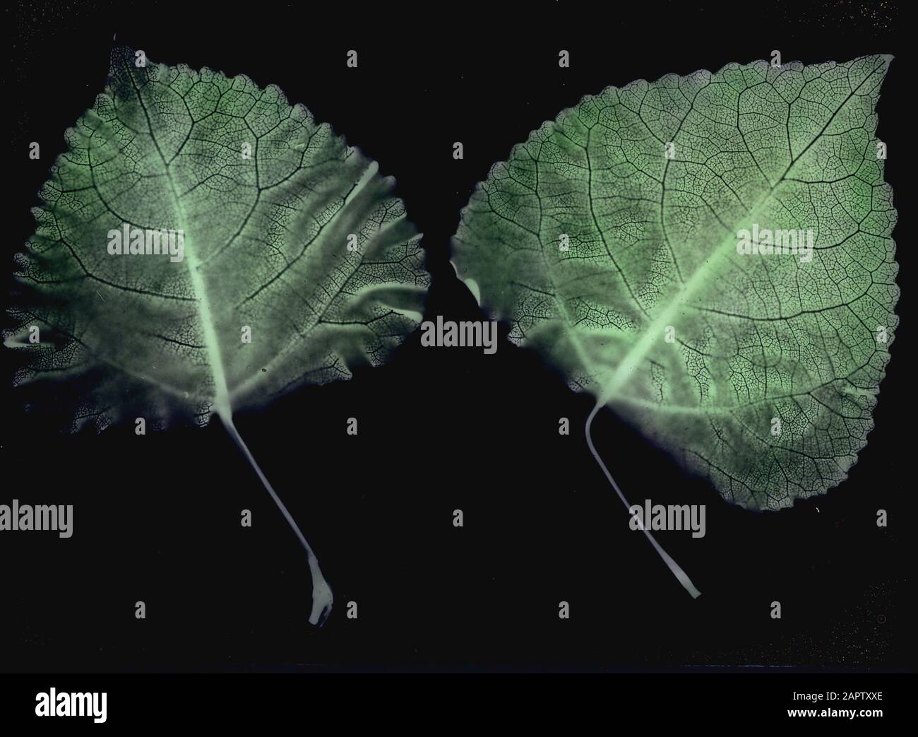 Legno caducido, alberi, foreste, viali, botaniche, populus brabantica Data: Parole Chiave dense: Alberi, foreste, botaniche, viali, legno caducido Nome personale: Populus brabantica Foto Stock